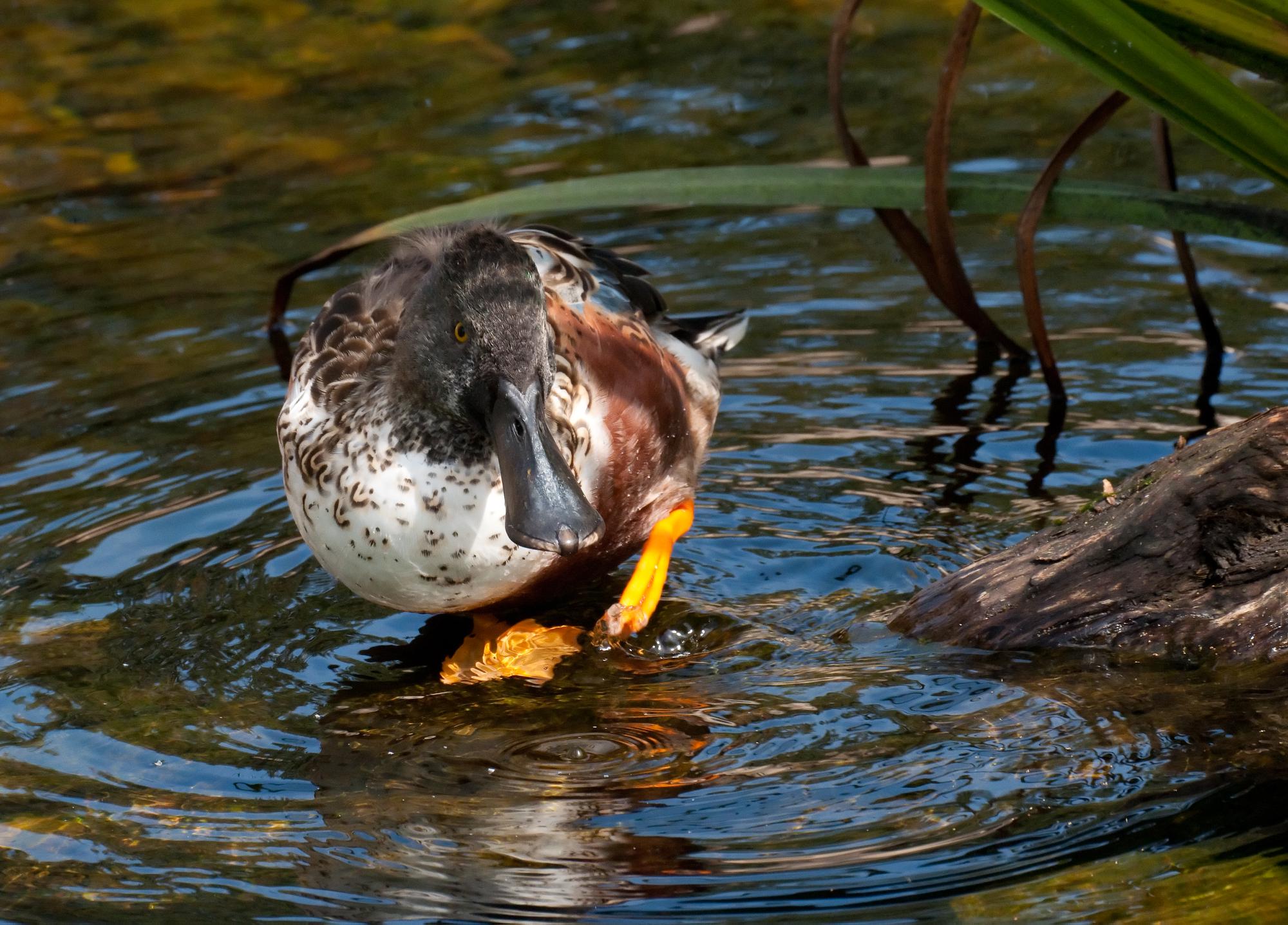 ./20110417_Northern_Shoveler_San_Diego_Zoo.jpg