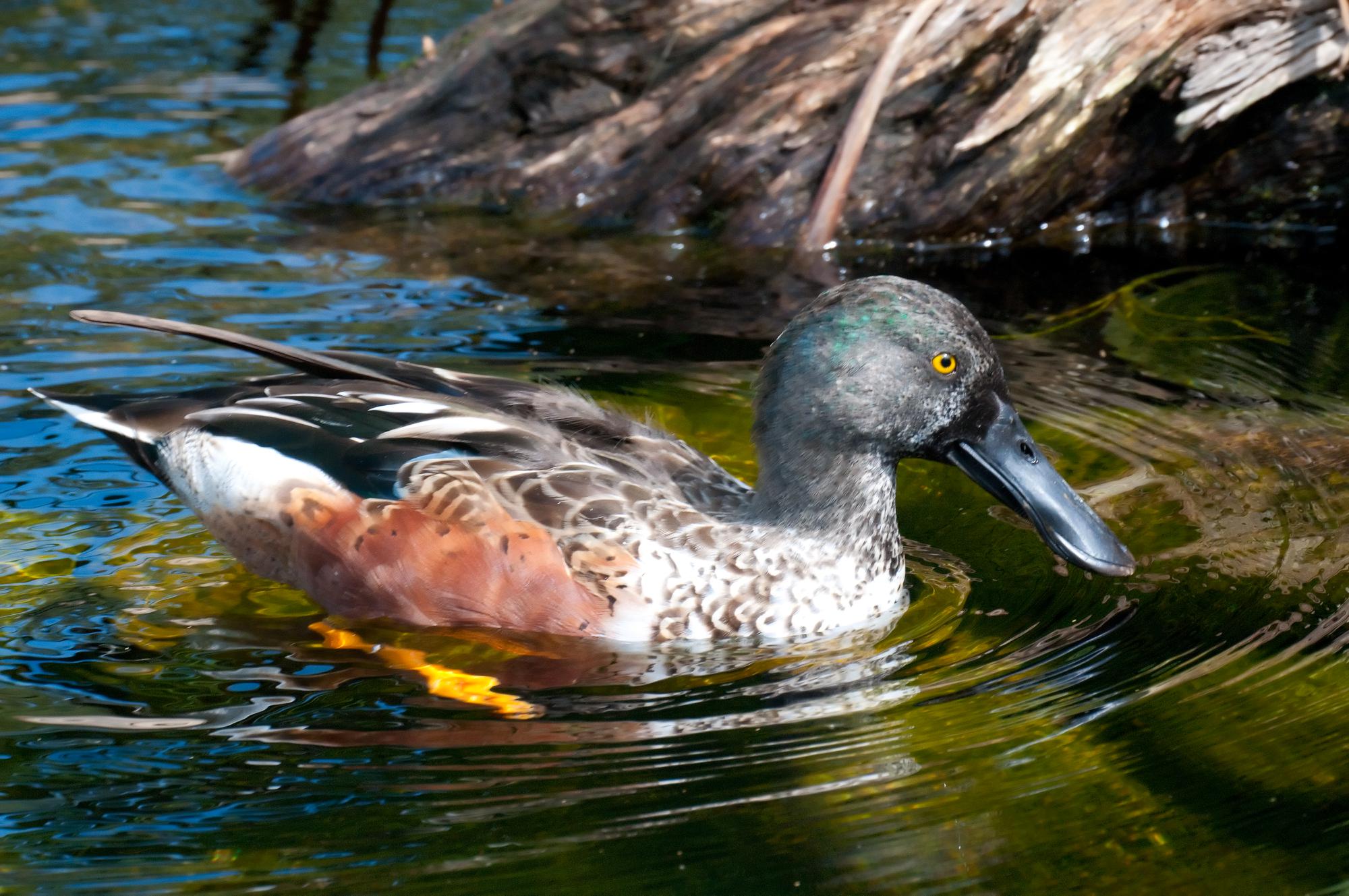 ./20110420_Northern_Shoveler_San_Diego_Zoo.jpg