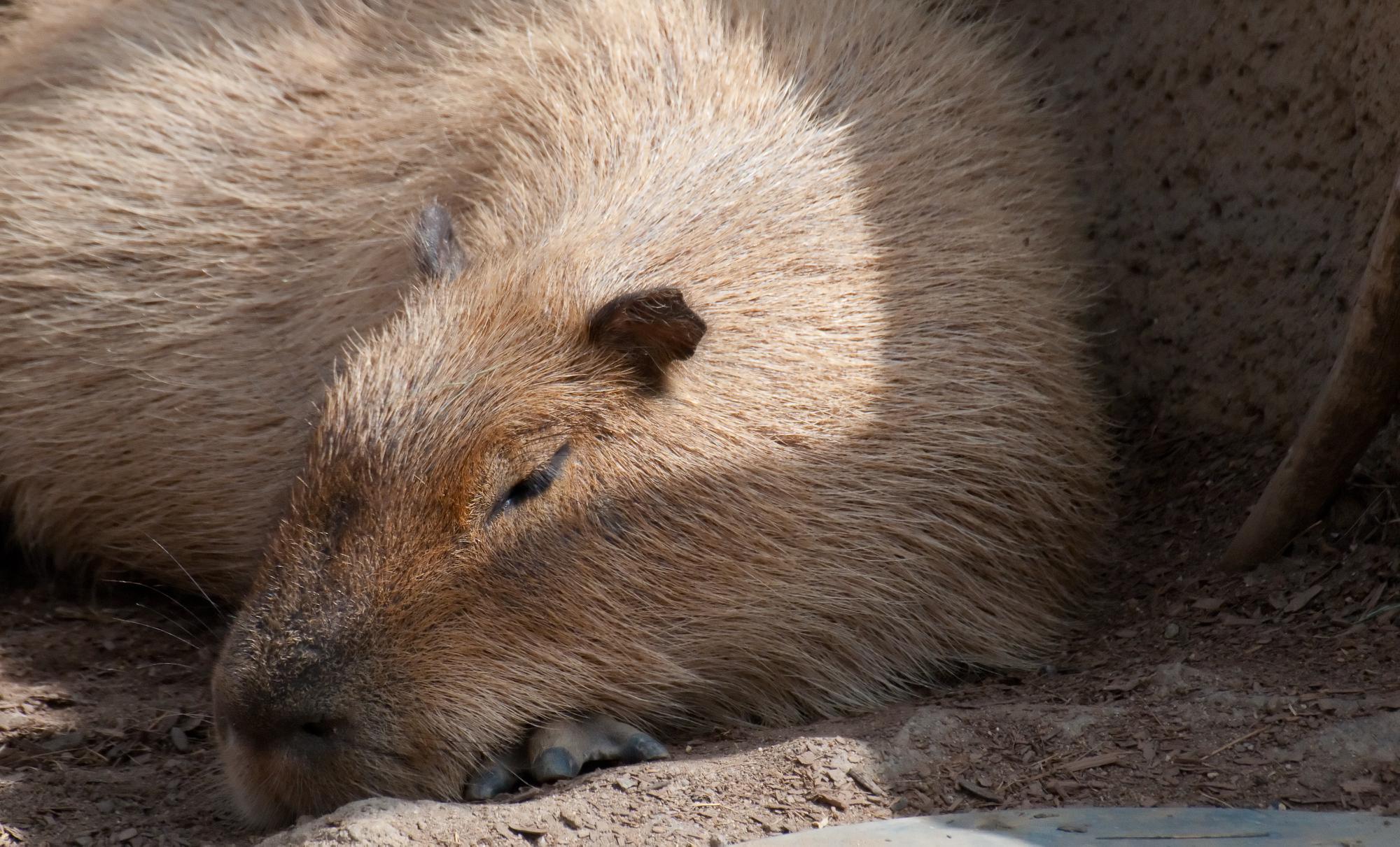 ./20110421_Capybara_Dozed_In_Sun_San_Diego_Zoo.jpg