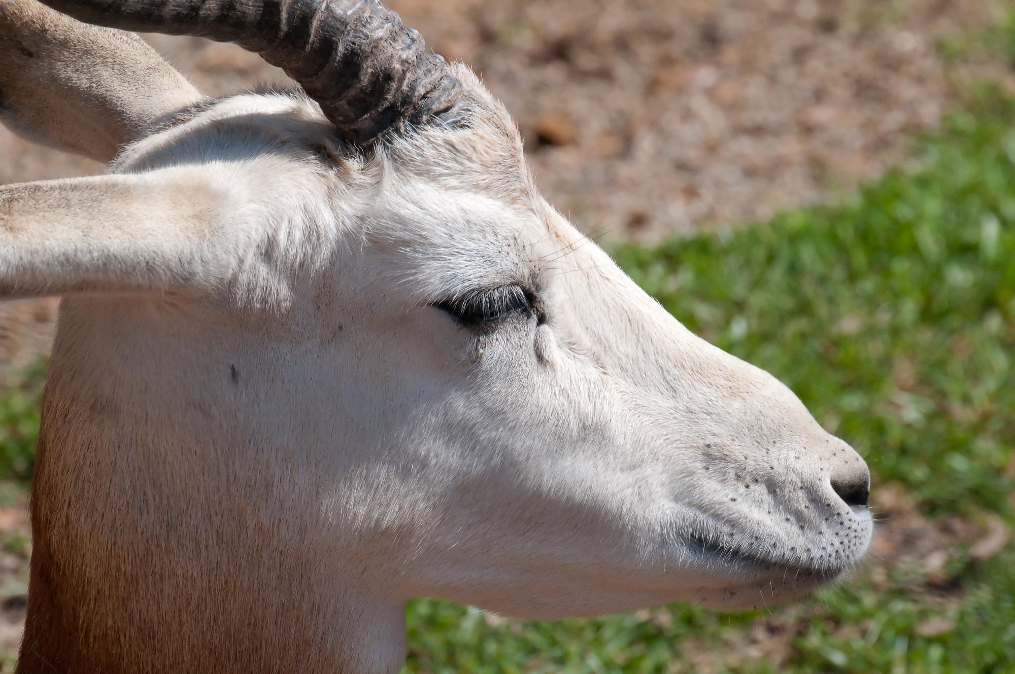 ./20110422_Addra_Gazelle_San_Diego_Zoo.jpg