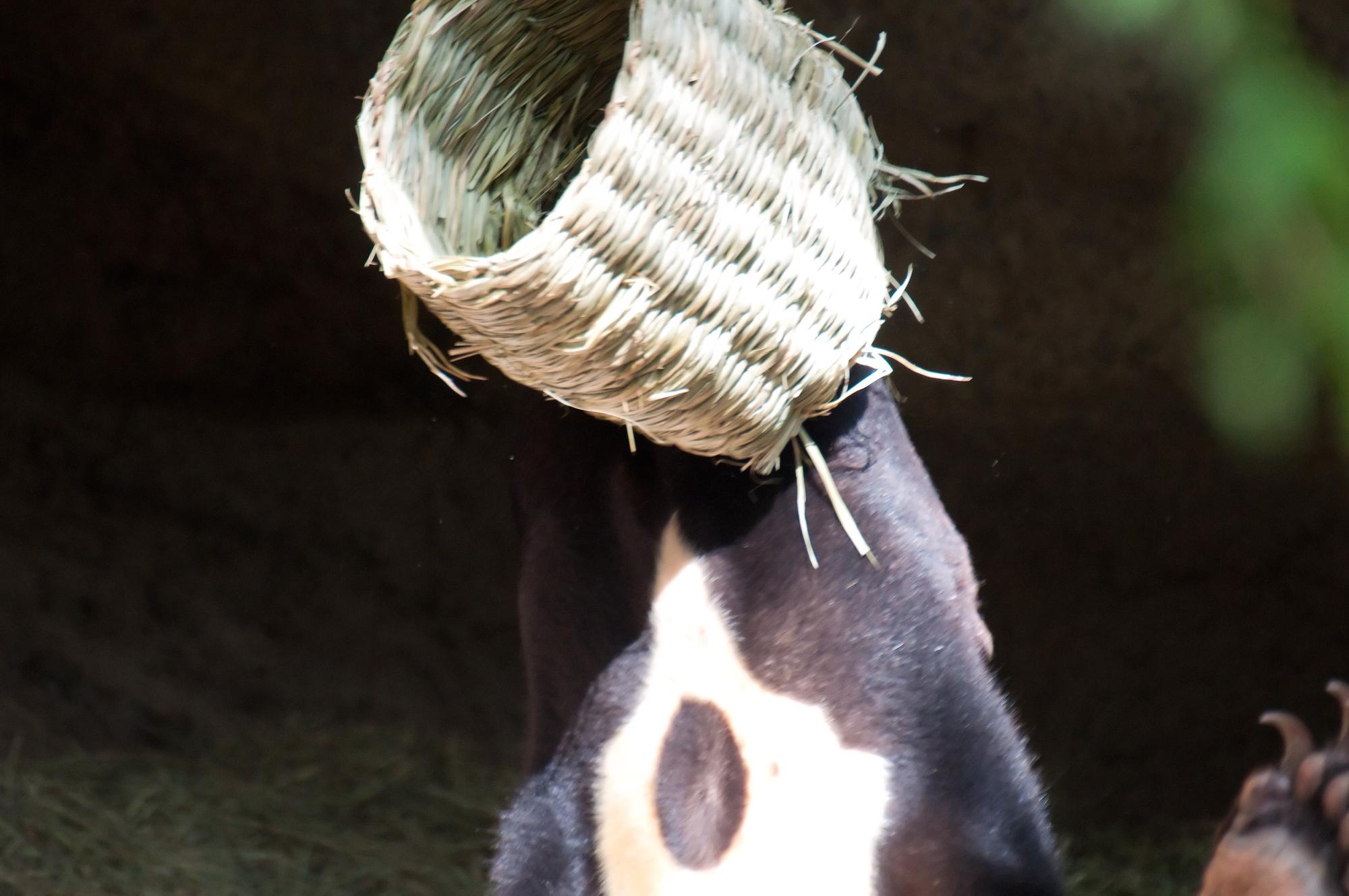 ./20110423_Sun_Bear_With_Basket_On_Head_San_Diego_Zoo.jpg