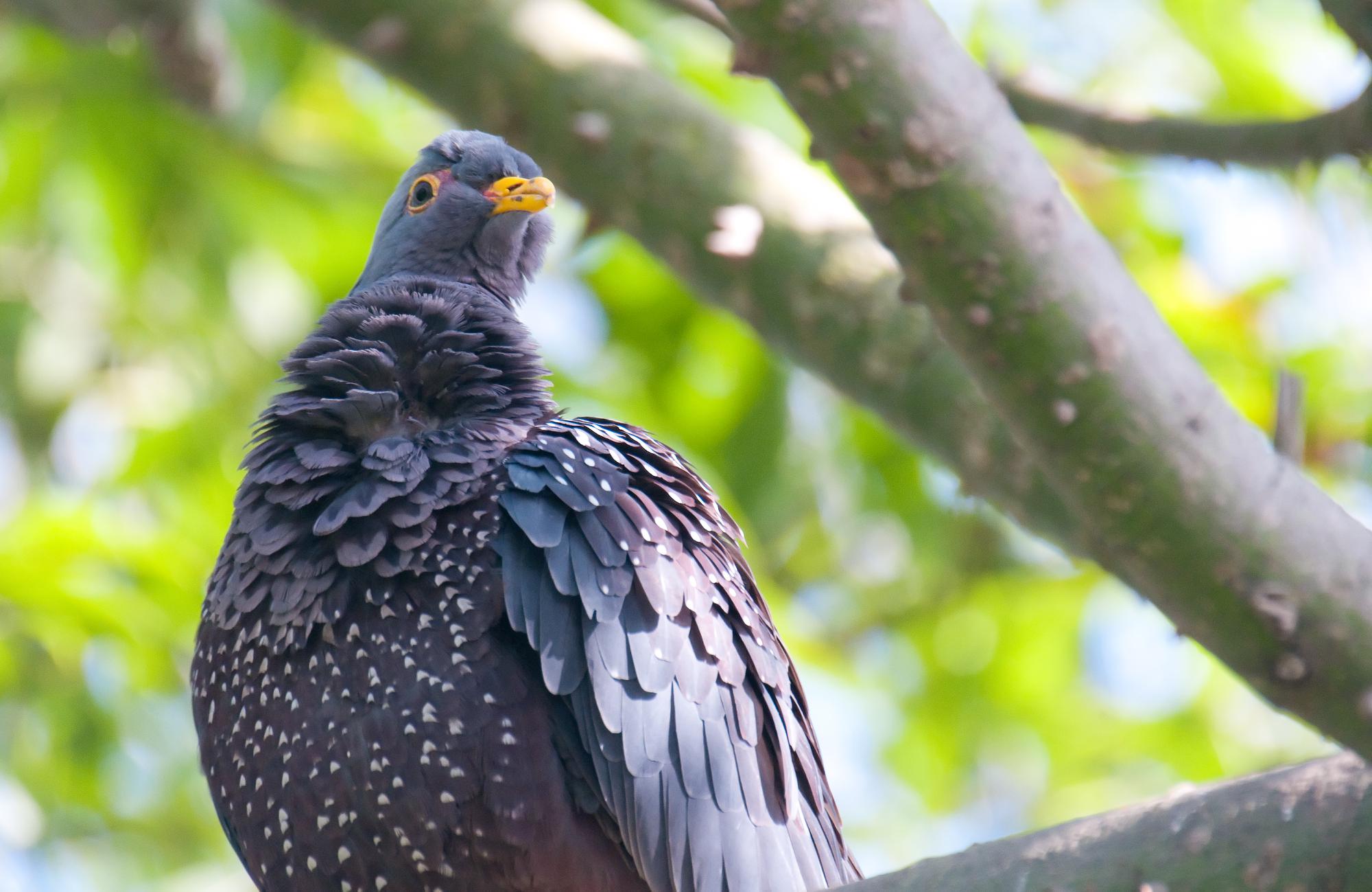 ./20110427_African_Olive_Pigeon_San_Diego_Zoo.jpg