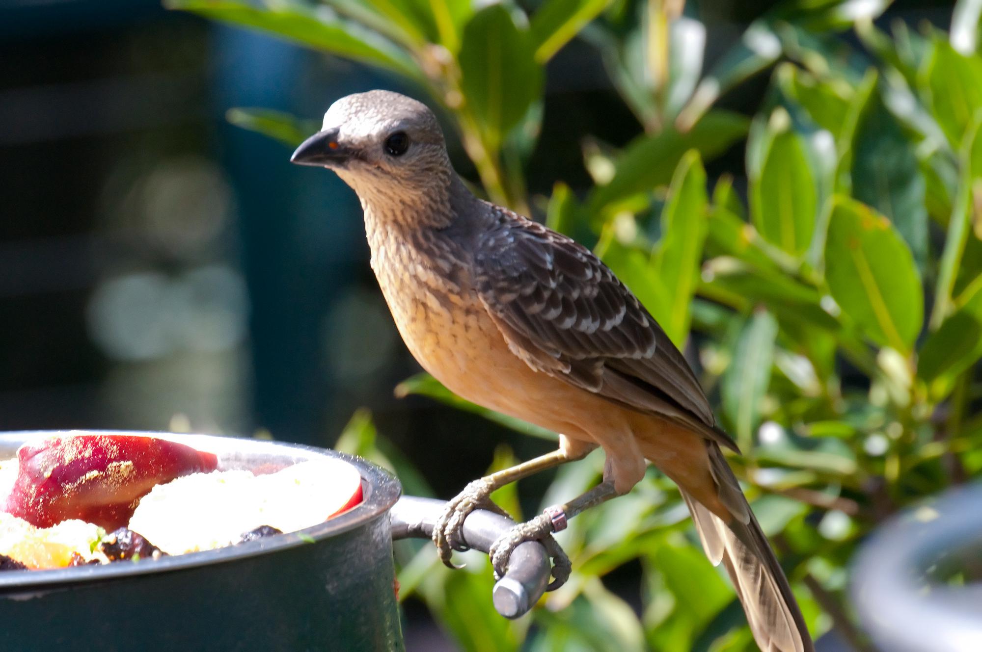 ./20110501_Fawn_Breasted_Bowerbird_San_Diego_Zoo.jpg