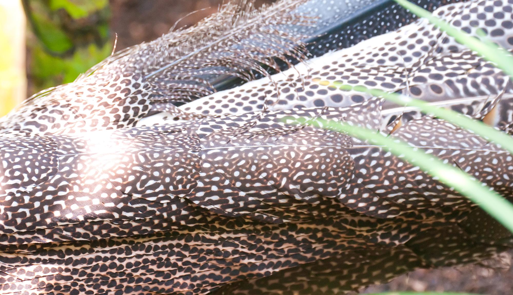 ./20110515_Malay_Great_Argus_Pheasant_San_Diego_Zoo.jpg