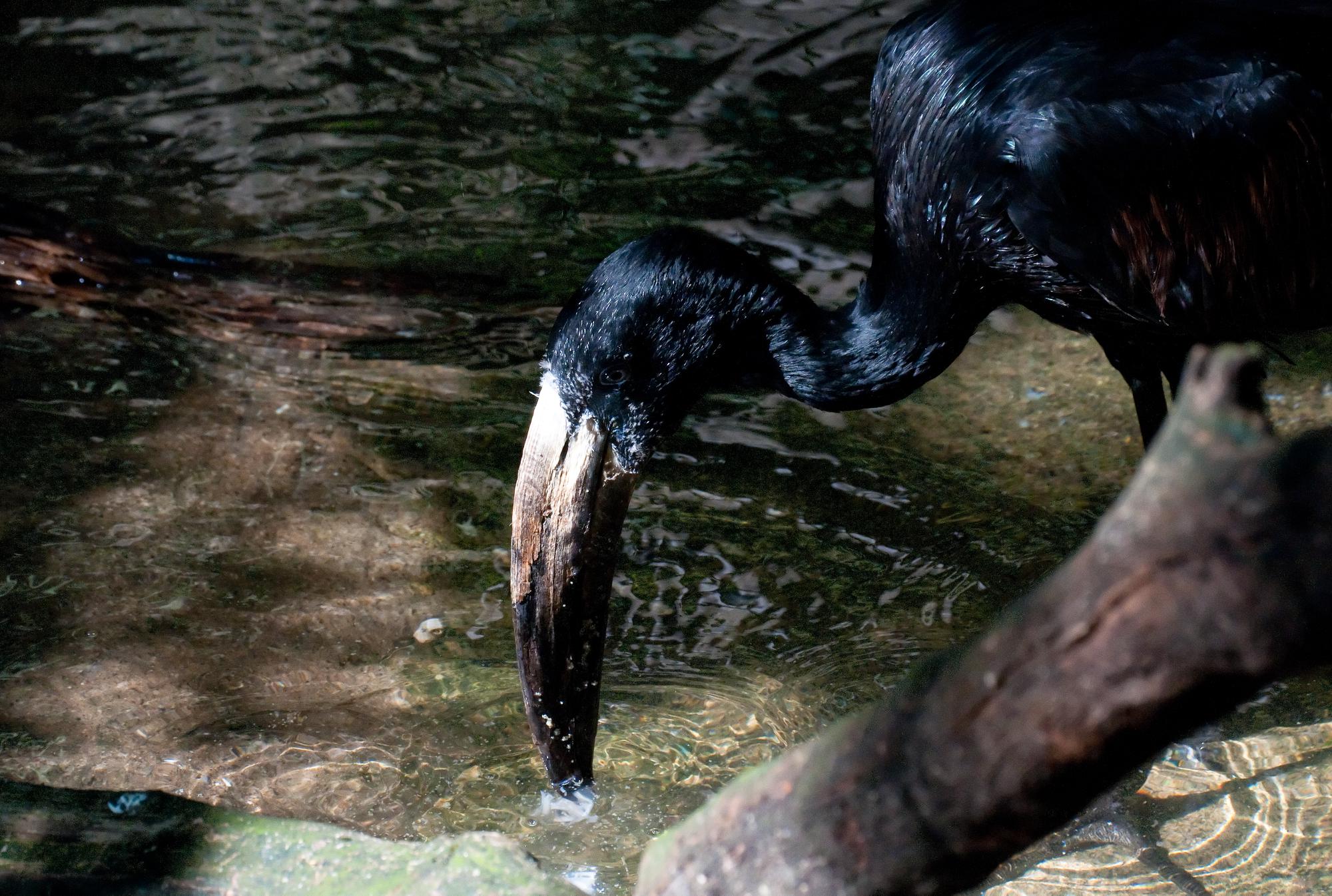 ./20110516_African_Open-billed_Stork_San_Diego_Zoo.jpg