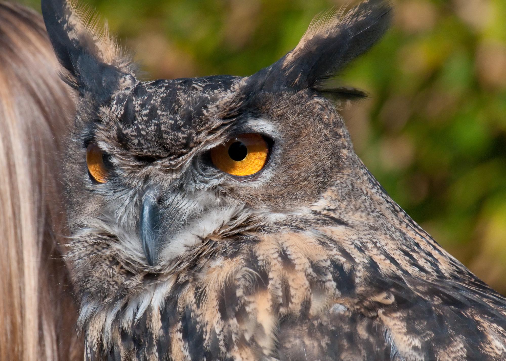 ./20110517_Great_Horned_Owel_San_Diego_Zoo.jpg