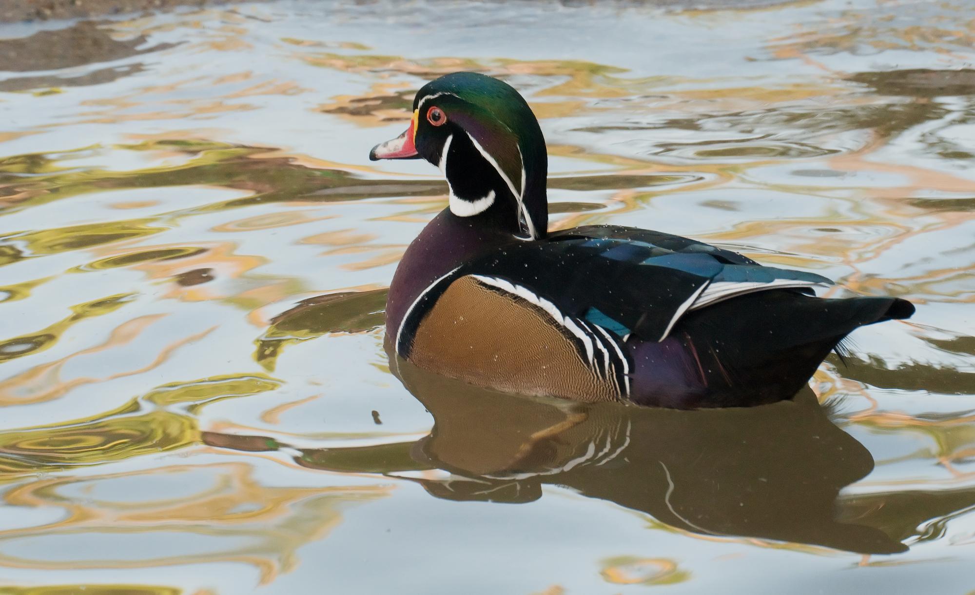 ./20110518_Wood_Duck_San_Diego_Zoo.jpg