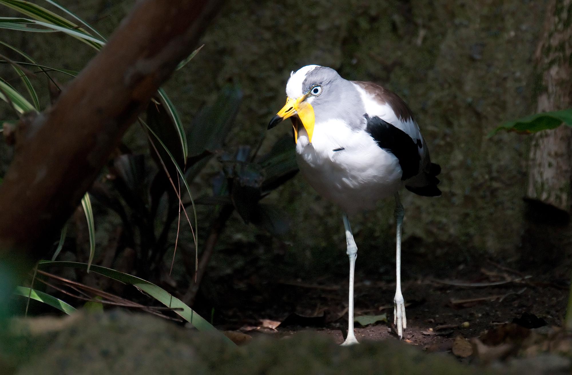 ./20110519_White-headed_Lapwing_San_Diego_Zoo.jpg