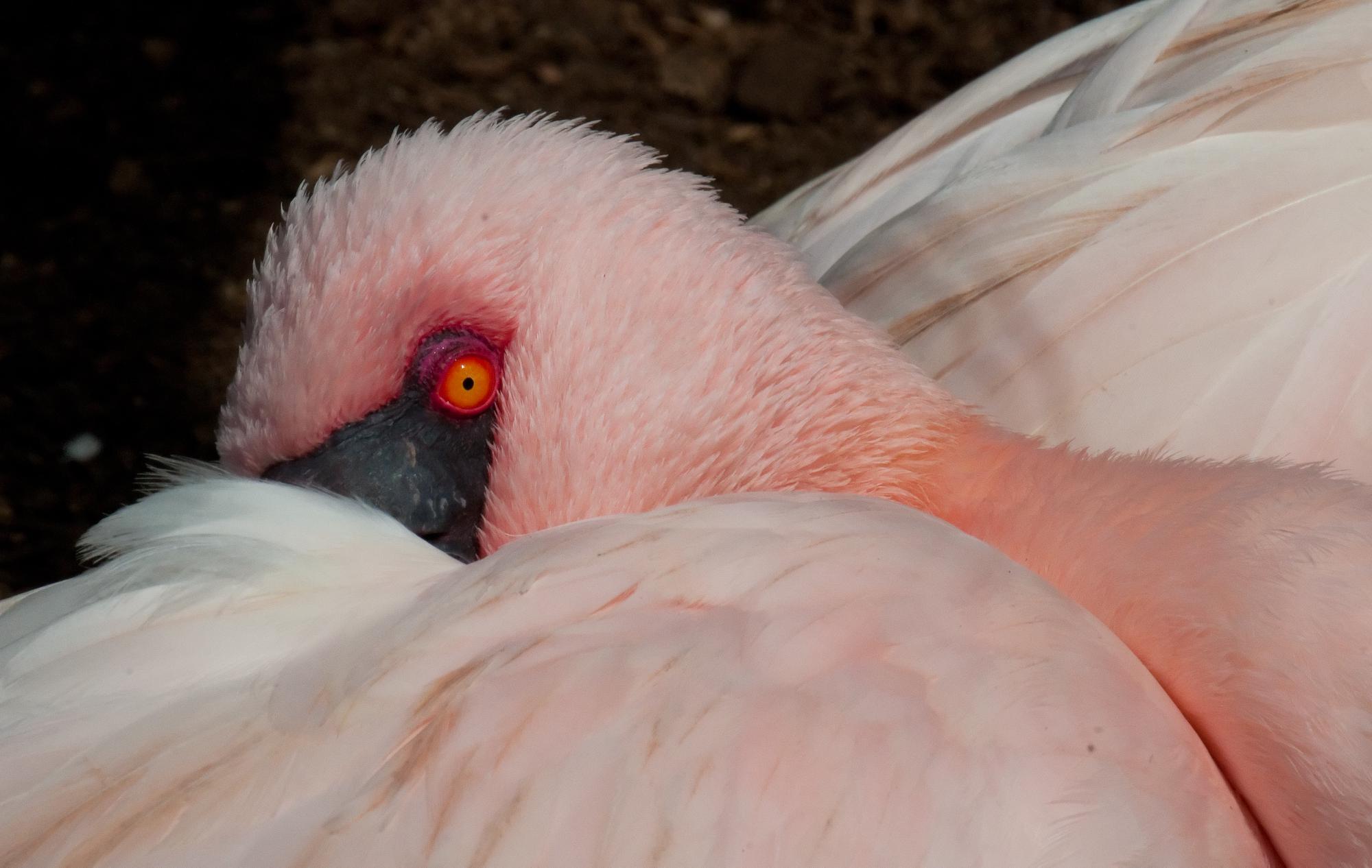 ./20110520_Lesser_Flamingo_Eye_San_Diego_Zoo.jpg