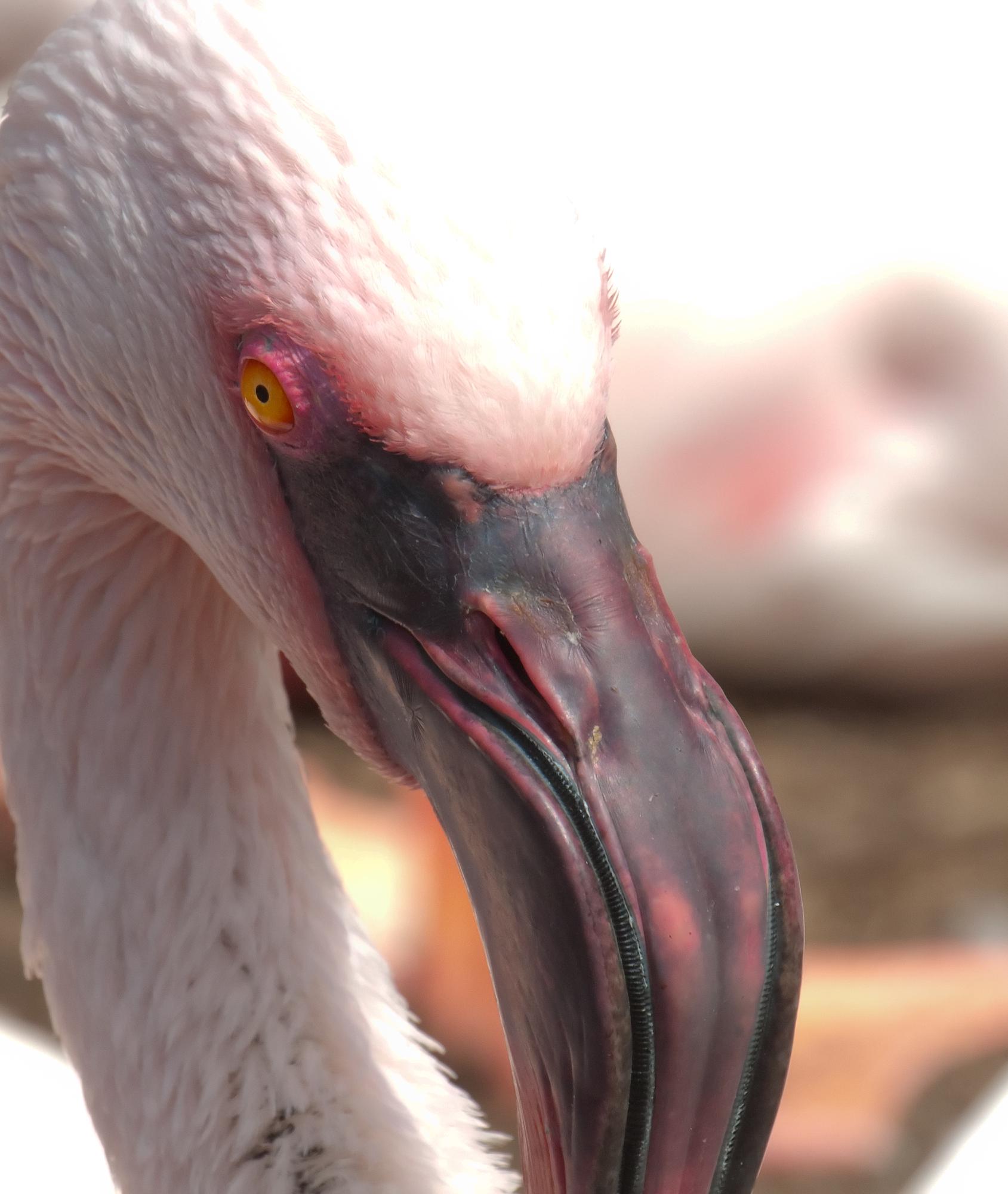 ./20110521_Lesser_Flamingo_Dramatic_Face_San_Diego_Zoo.jpg