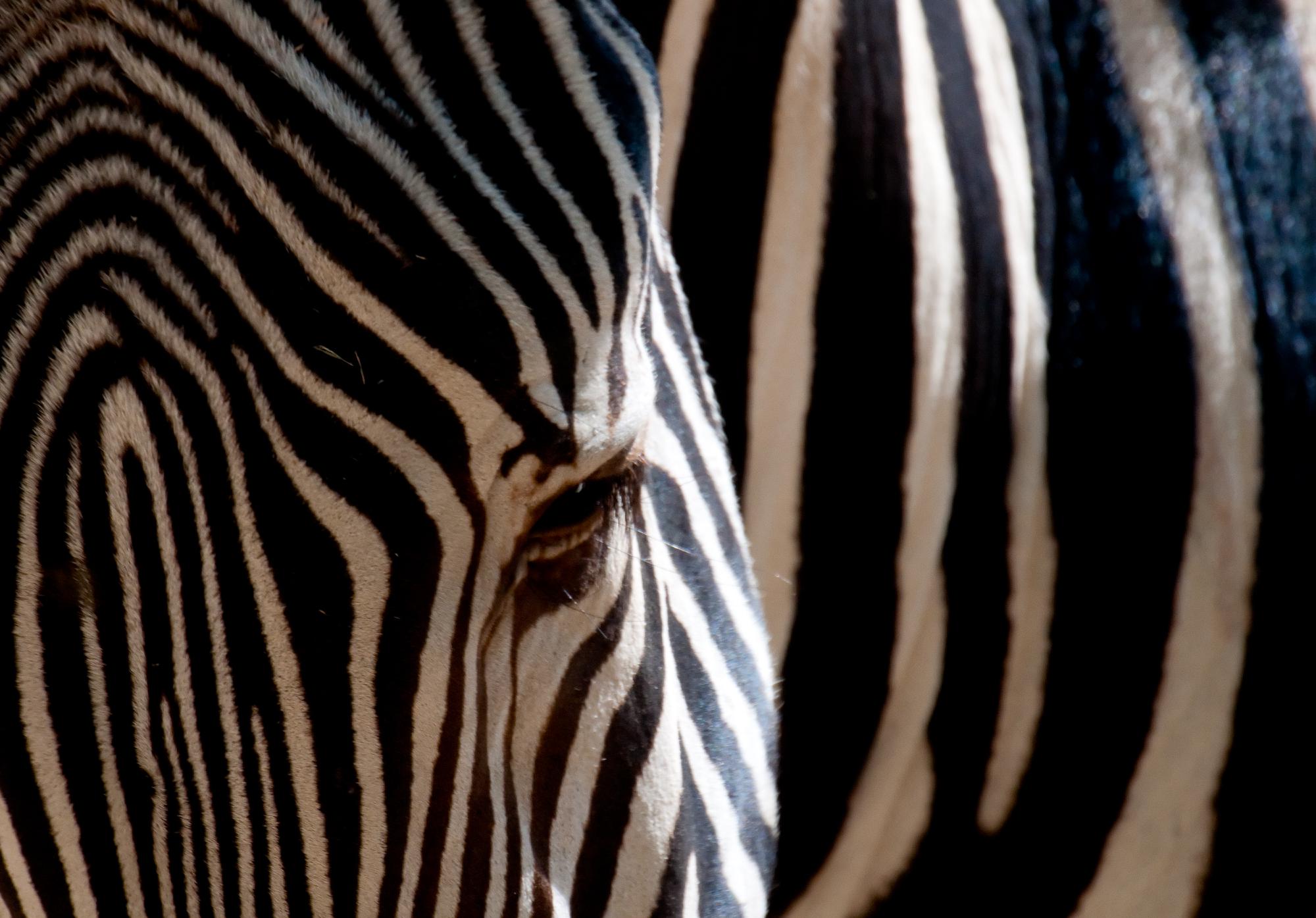 ./20110524_Grevys_Zebra_As_Art_San_Diego_Zoo.jpg