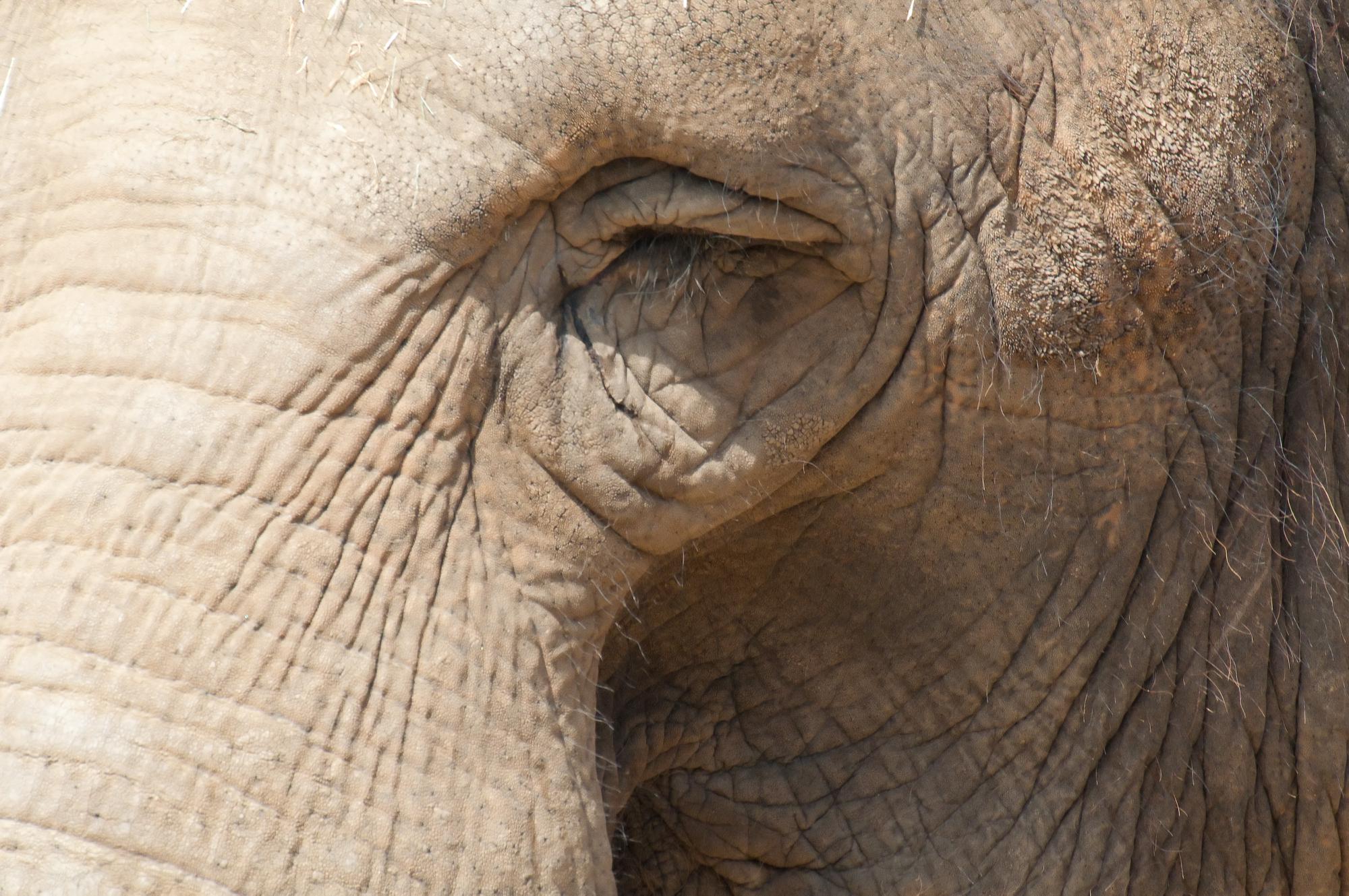 ./20110525_Elephant_Eye_San_Diego_Zoo.jpg