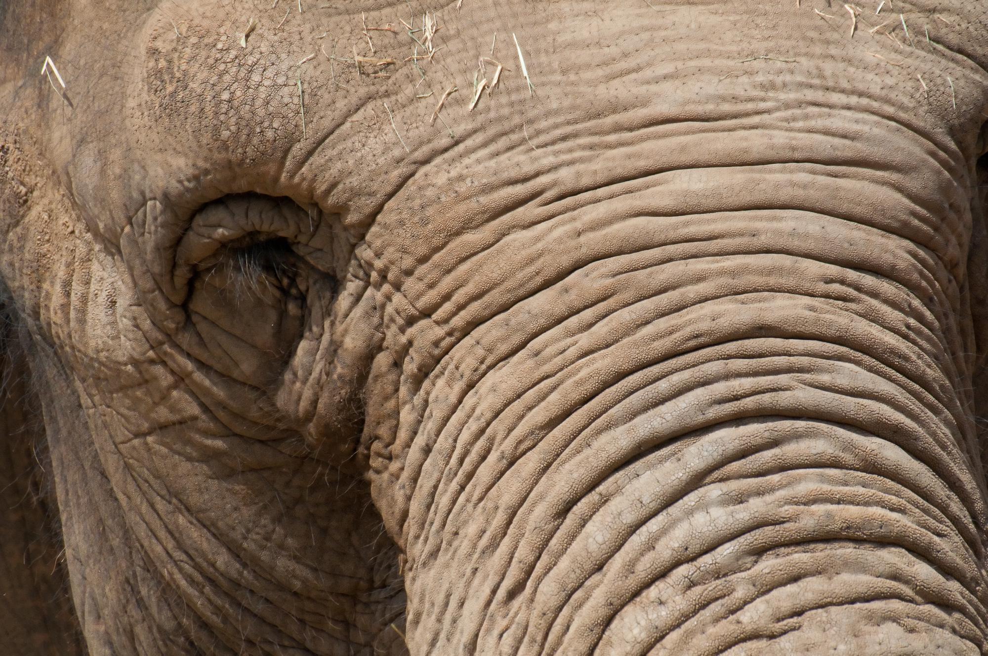 ./20110527_Asian_Elephant_Nose_On_San_Diego_Zoo.jpg