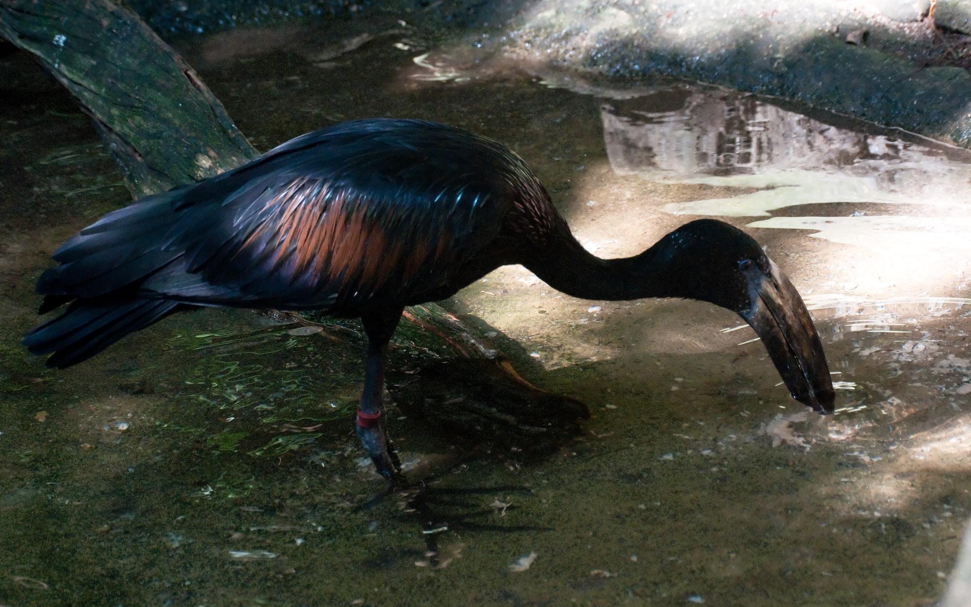 ./20110530_African_Open_billed_Stork_San_Diego_Zoo.jpg