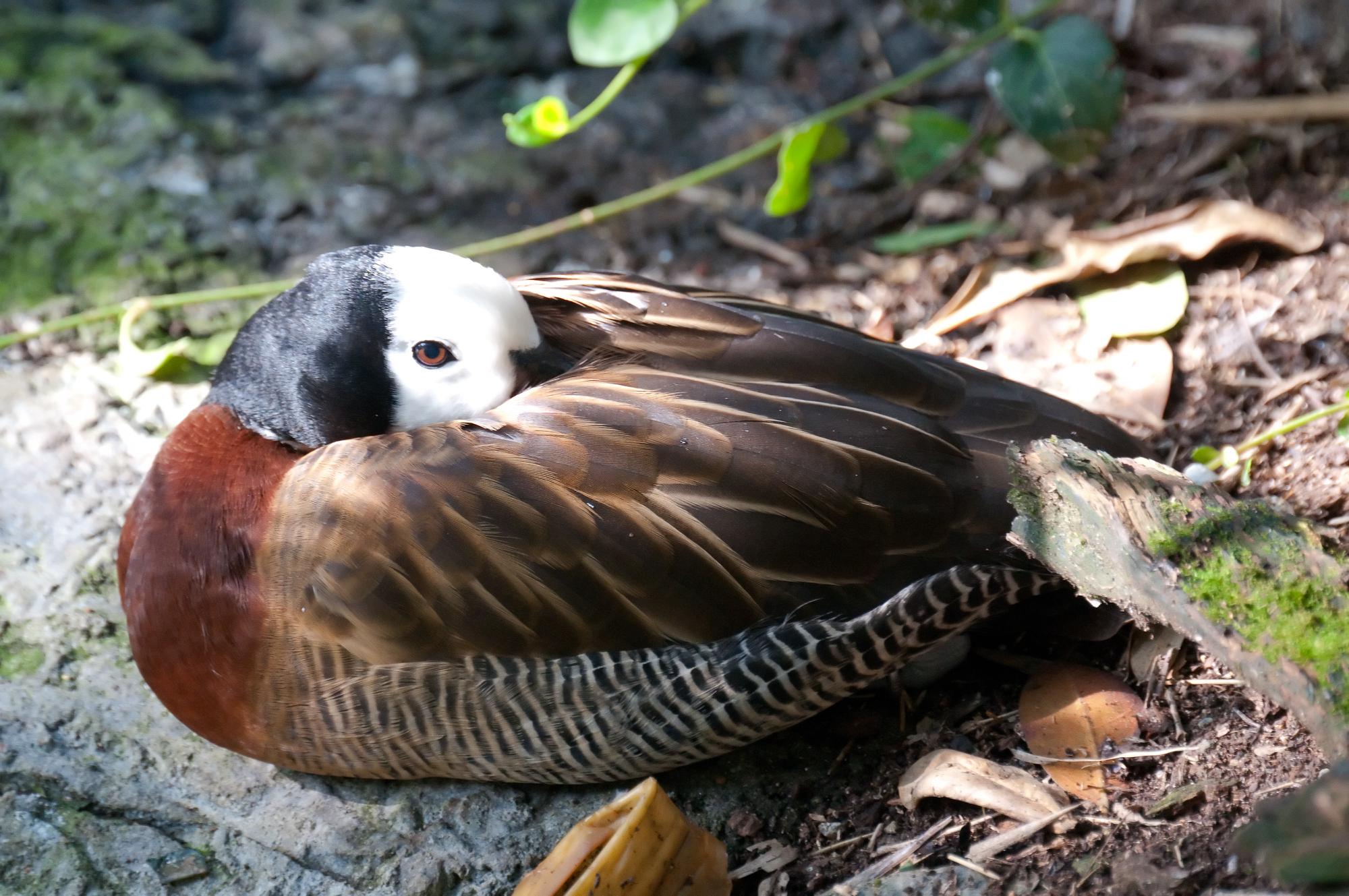 ./20110601_White_Faced_Whistling_Duck_San_Diego_Zoo.jpg