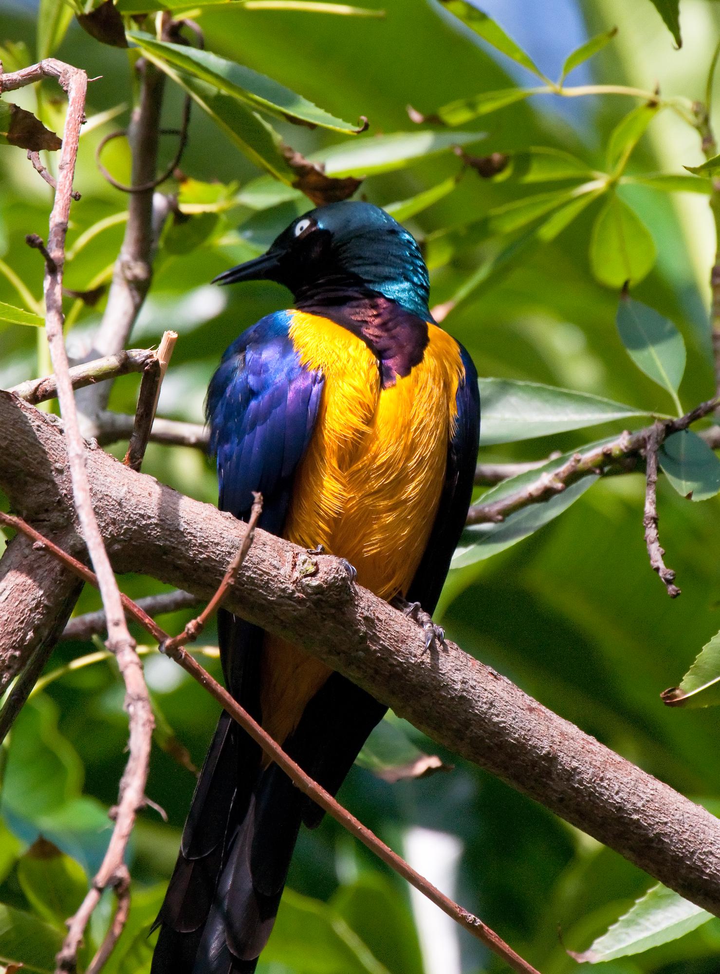 ./20110602_Golden_Breasted_Starling_San_Diego_Zoo.jpg