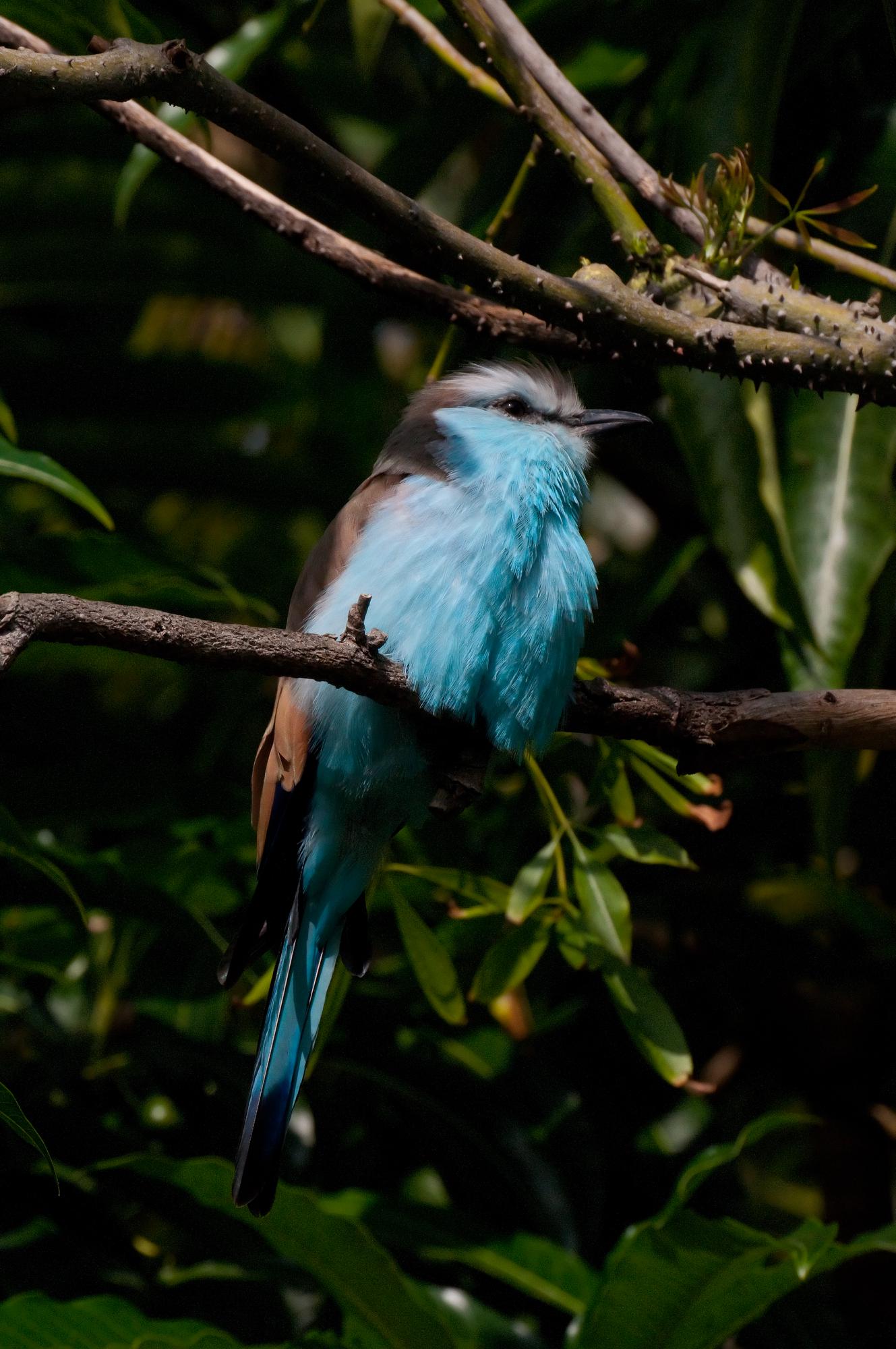 ./20110603_Possible_Flycatcher_San_Diego_Zoo.jpg