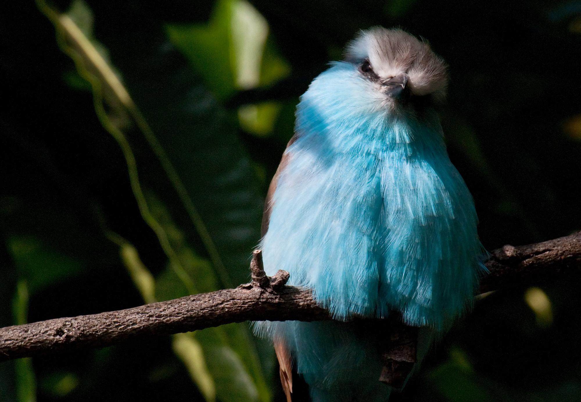 ./20110604_Possible_Flycatcher_San_Diego_Zoo.jpg