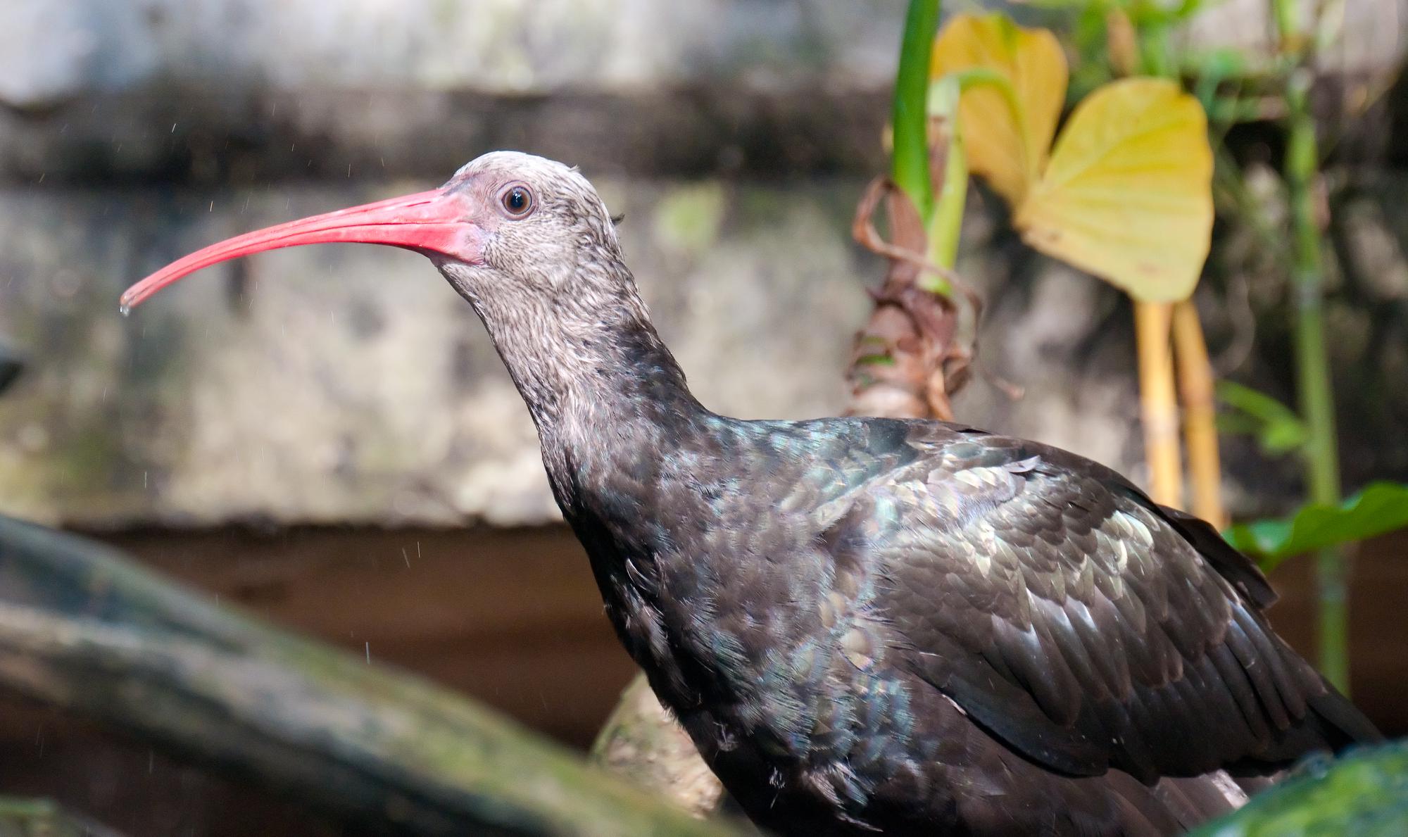 ./20110606_Possible_Ibis_San_Diego_Zoo.jpg