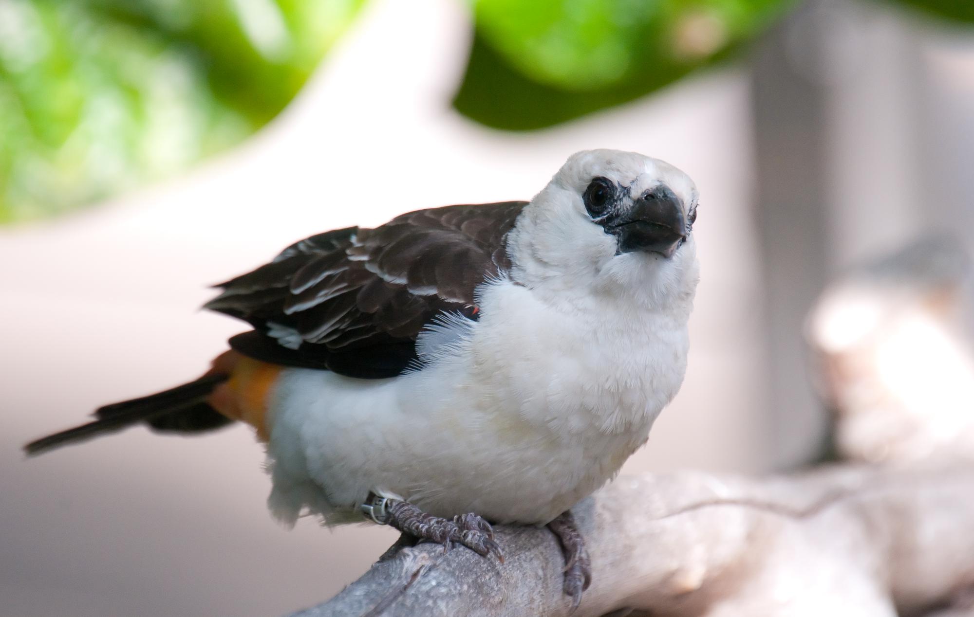 ./20110607_Unidentified_Bird_San_Diego.jpg