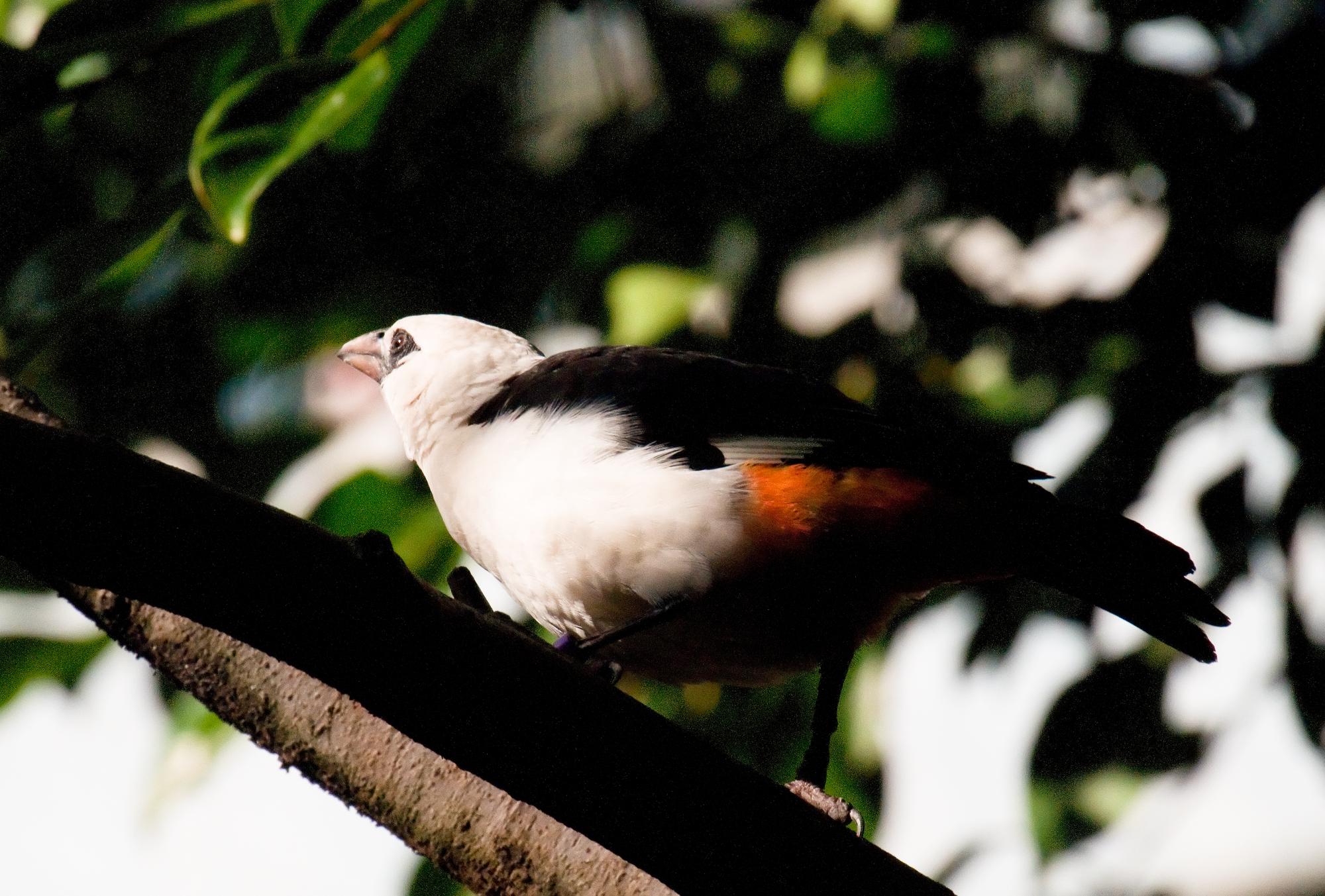 ./20110608_Yesterdays_Bird_From_The_Back_San_Diego_Zoo.jpg