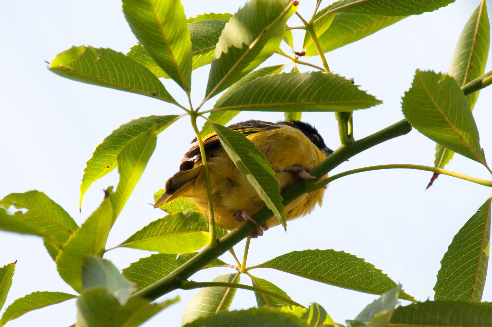 ./20110615_Unidentified_Yellow_Bird_San_Diego_Zoo.jpg