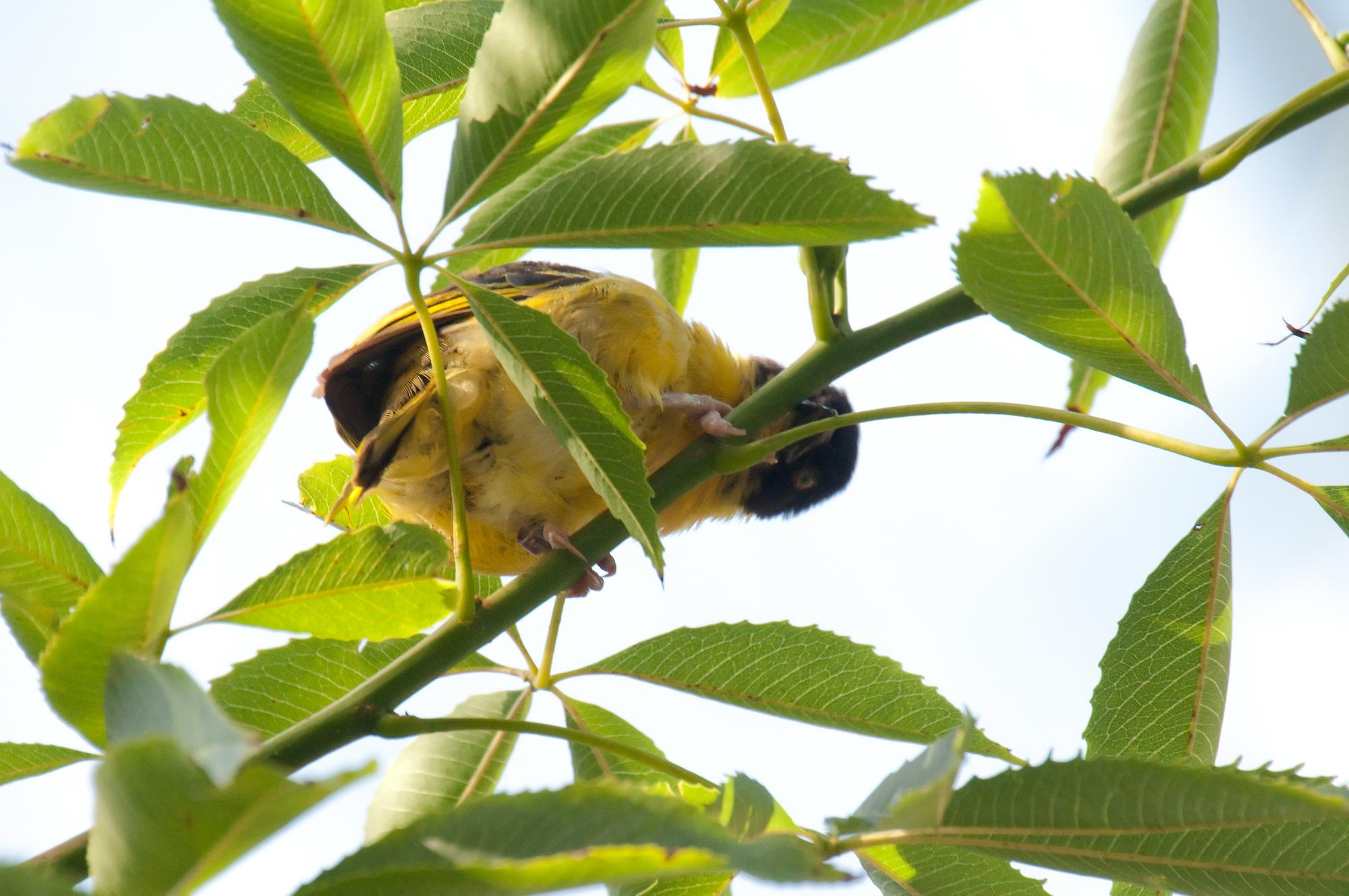 ./20110616_Unidentified_Yellow_Bird_San_Diego_Zoo.jpg