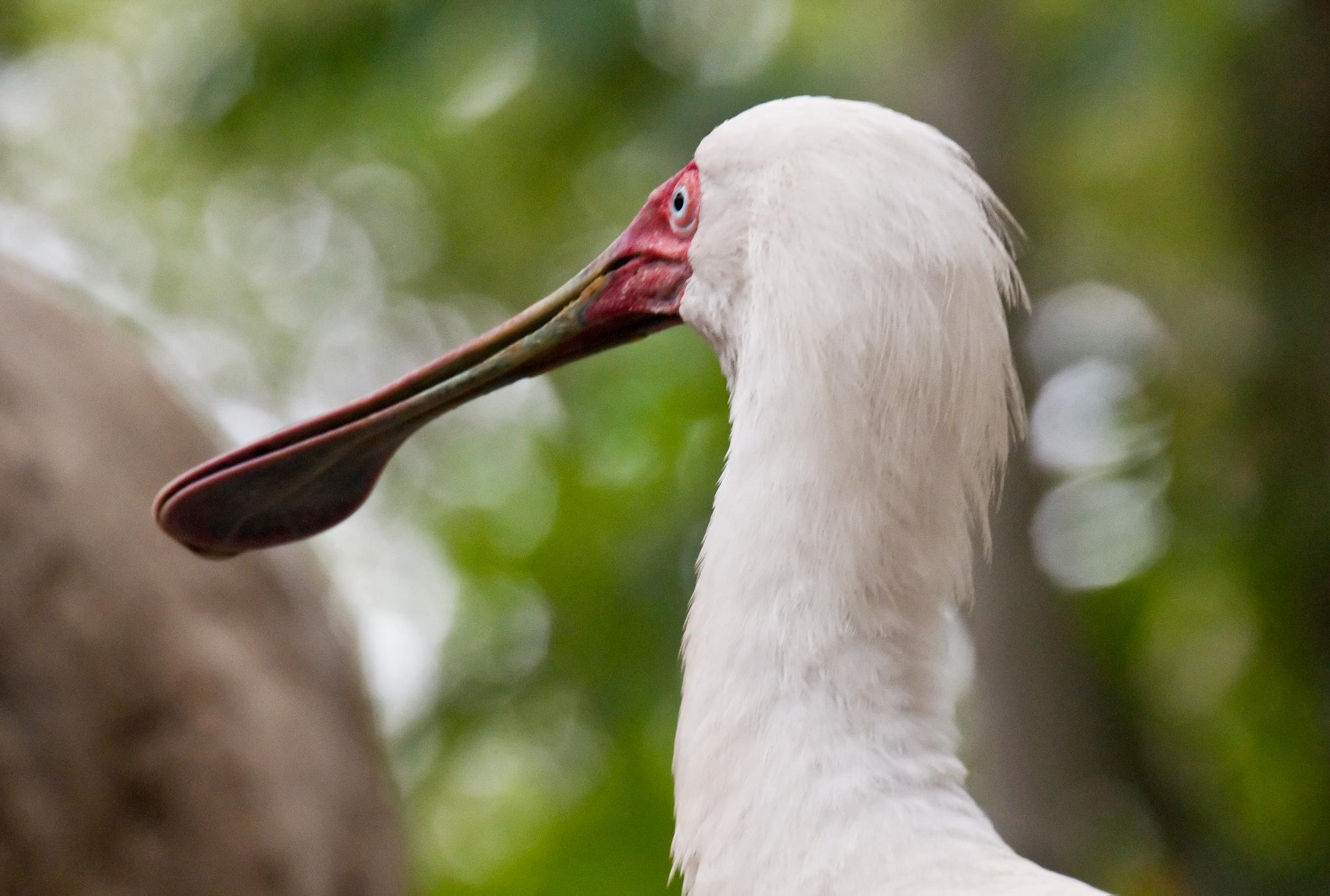 ./20110619_Afircan_Spoonbill_San_Diego_Safari_Park.jpg