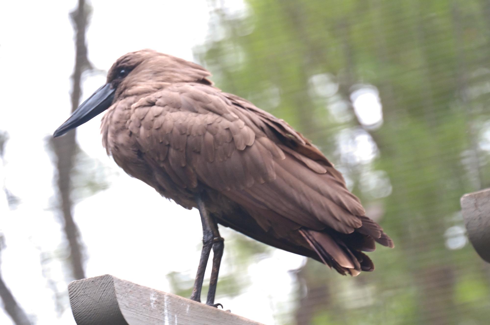 ./20110620_Hammerkopf_San_Diego_Safari_Park.jpg