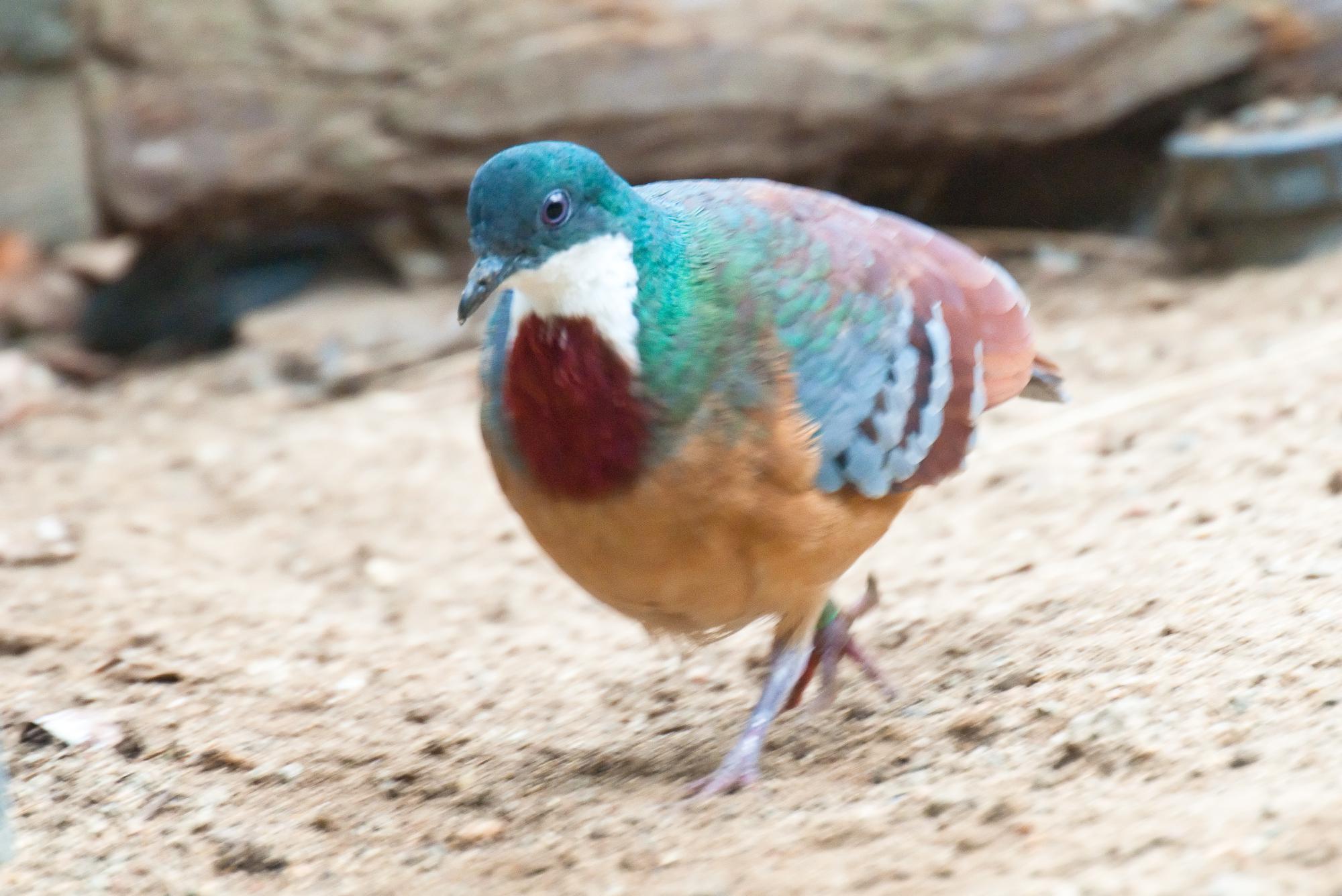 ./20110623_Mindanao_Bleeding-heart_Safari_Park_San_Diego.jpg