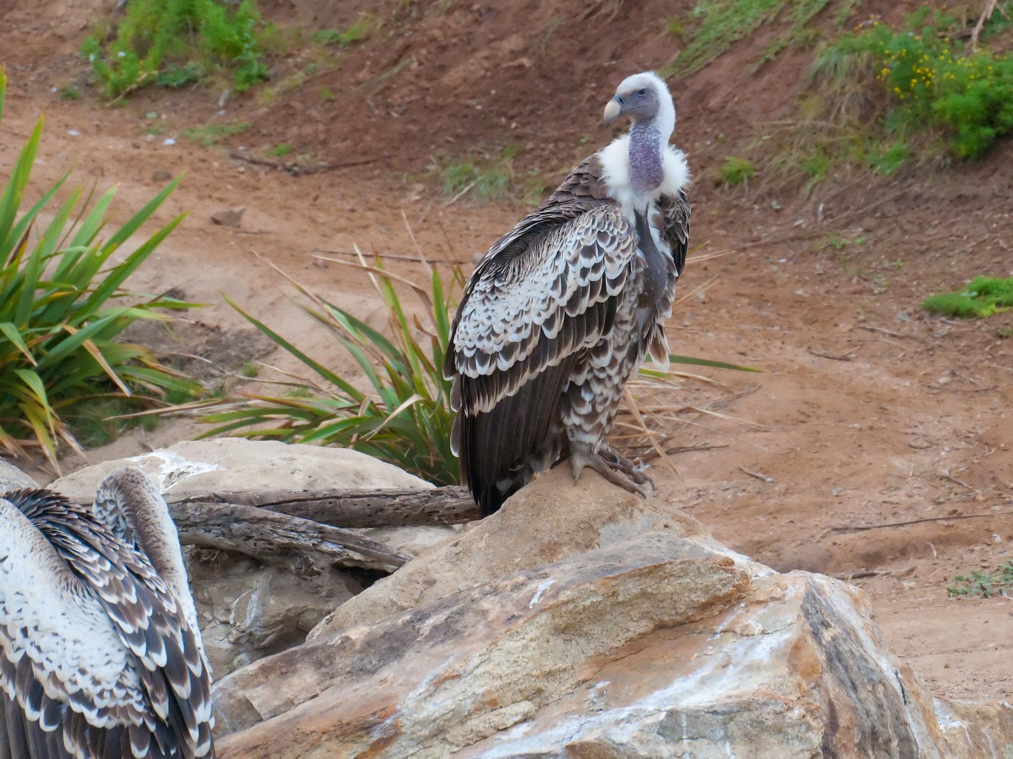 ./20110624_Cape_Vulture_San_Diego_Safari_Park.jpg