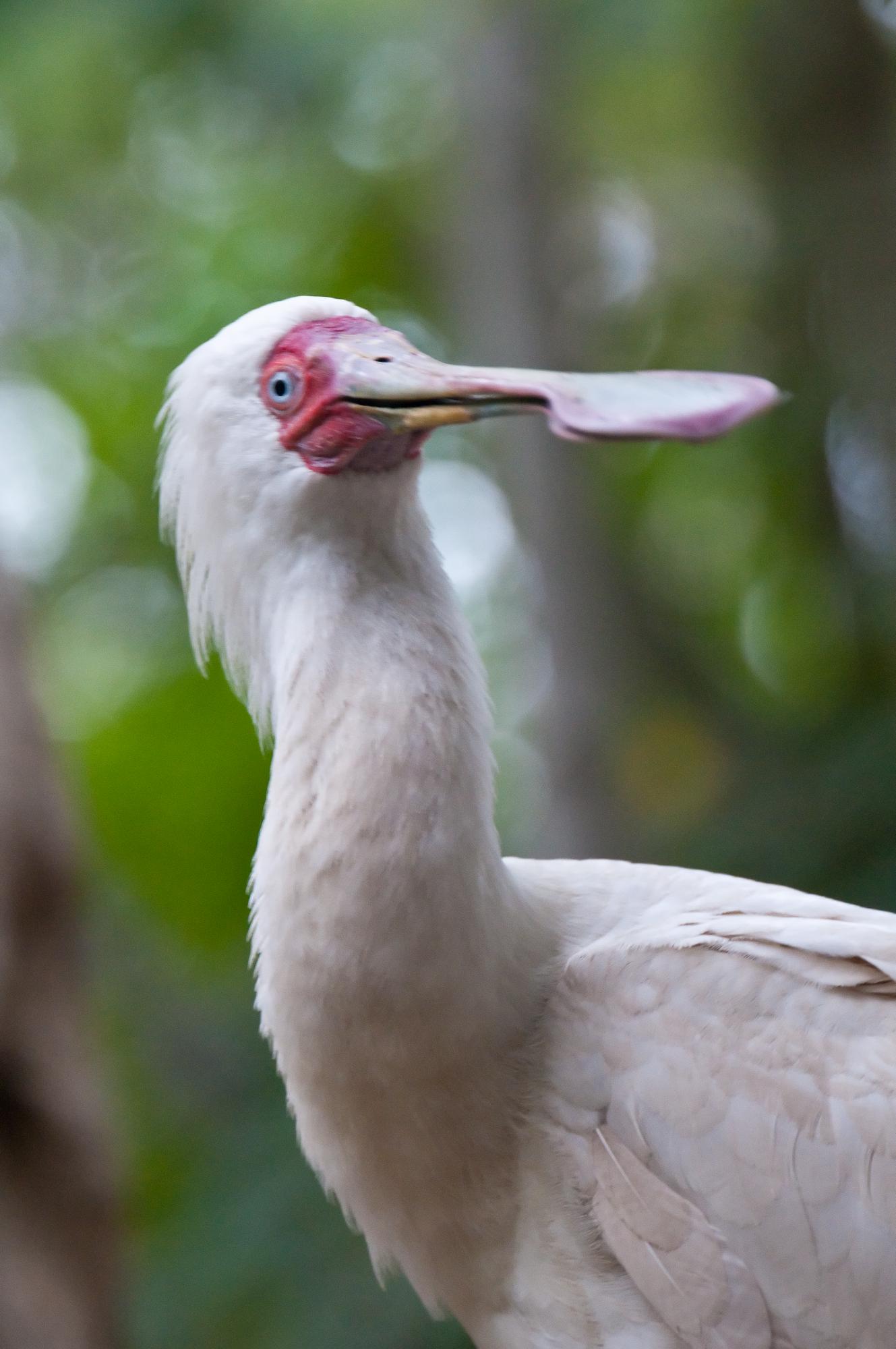 ./20110627_African_Spoonbill_San_Diego_Safari_park.jpg