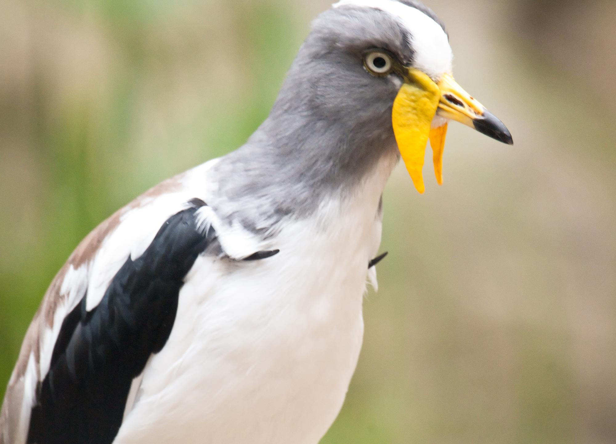 ./20110628_White_Headed_Lapwing_San_Diego_Safari_Park_TNT_9855.jpg