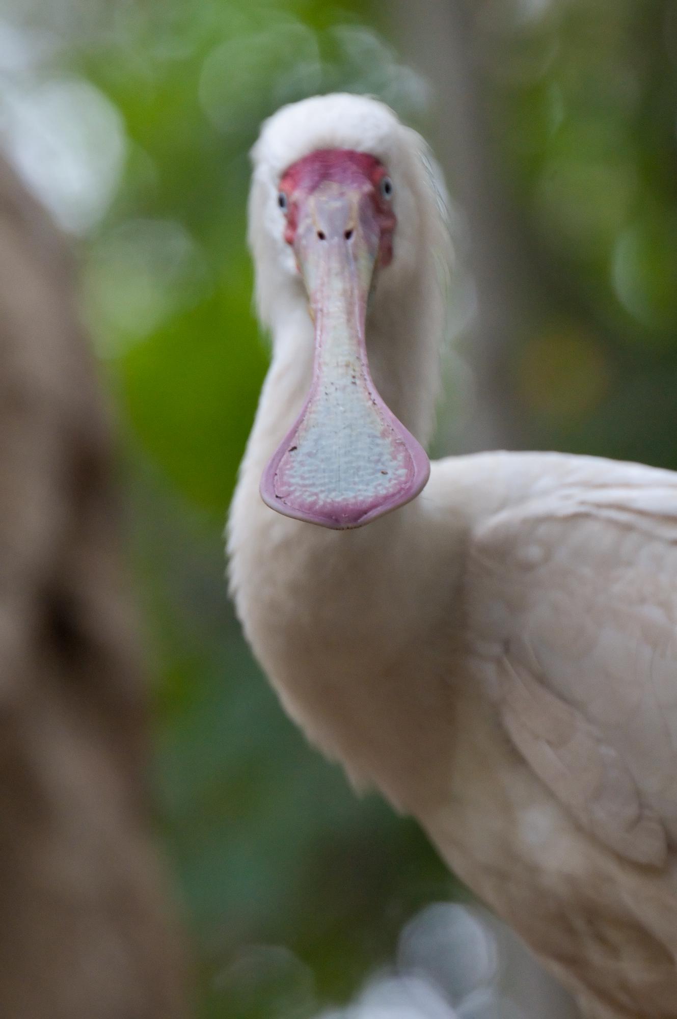 ./20110704_African_Spoonbill_Face_On_Safari_park_San_Diego.jpg