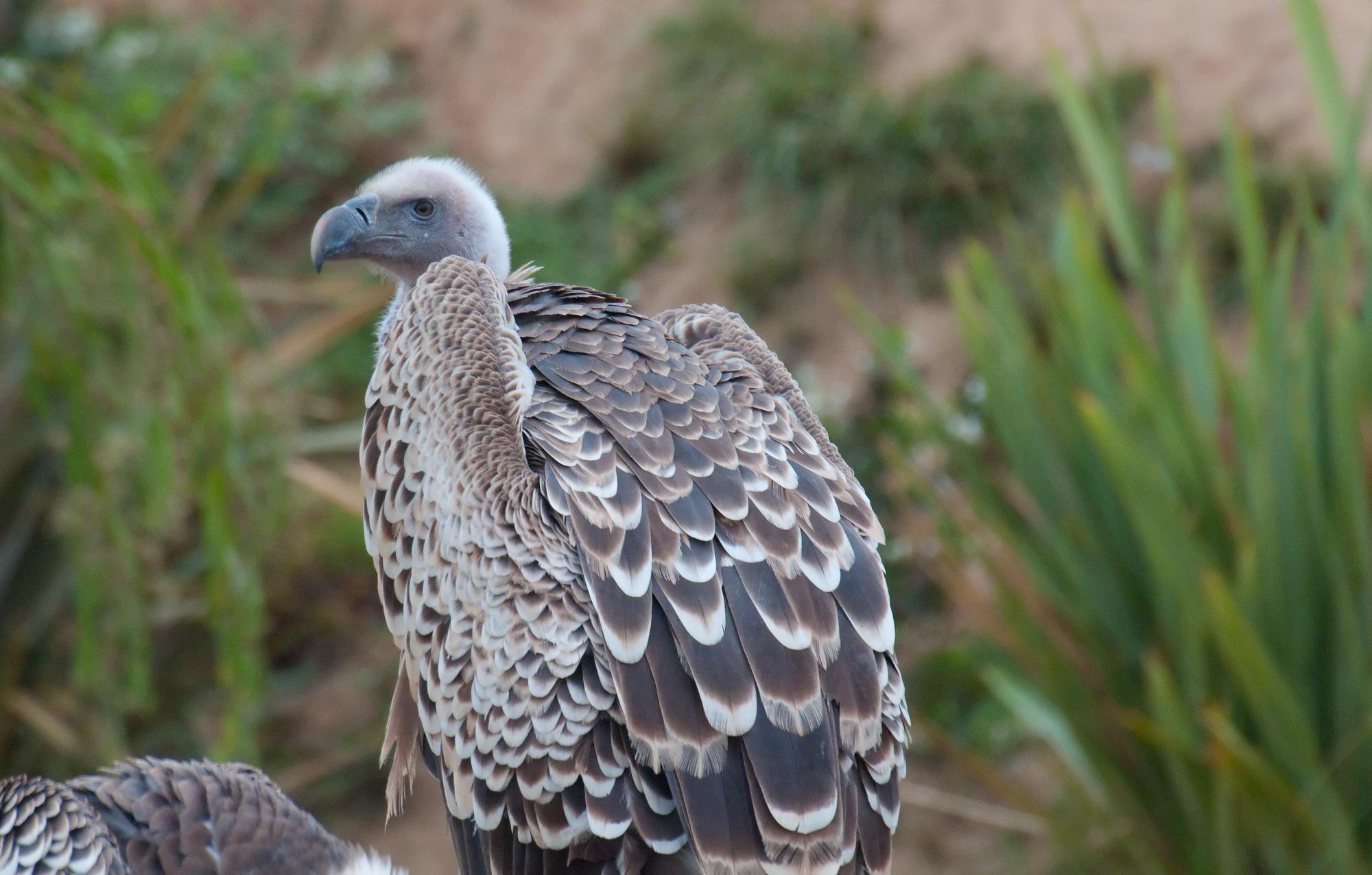 ./20110705_Cape_Vulture_Safari_Park_San_Diego.jpg