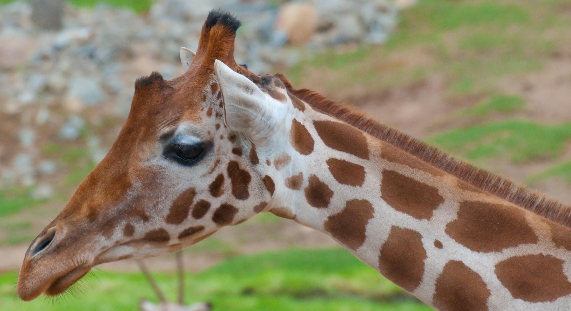 ./20110728_Ugandan_Giraffe_Safari_Park_San_Deigo_TNT_9945.jpg