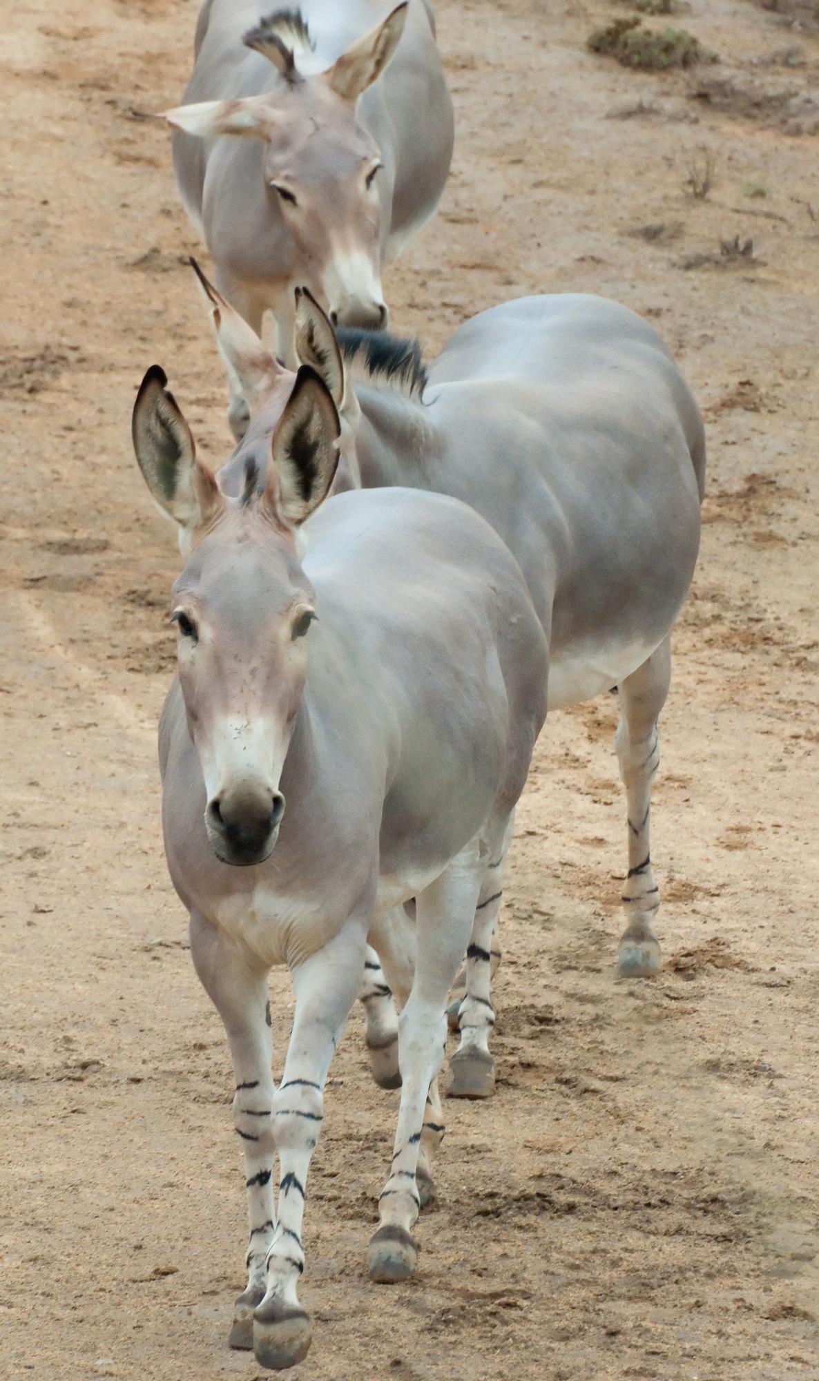 ./20110819_African_Wild_Ass_Safari_Park_San_Diego_TNT_9952.jpg