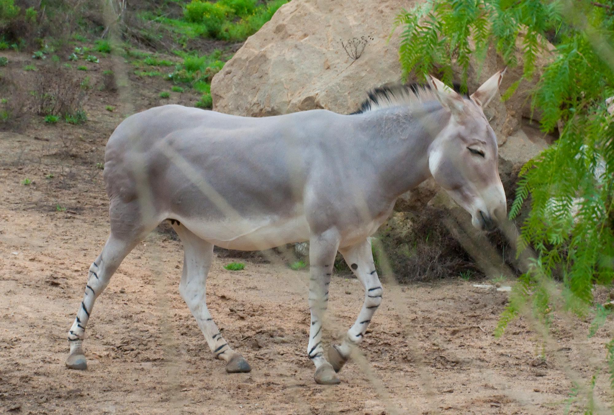 ./20110826_African_Wild_Ass_Safari_Park_San_Diego_TNT_9956.jpg