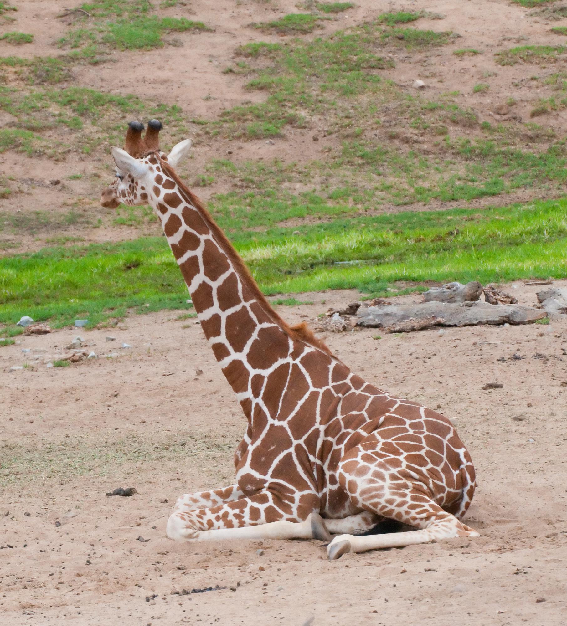 ./20110827_Ugandan_Giraffe_Safari_Park_San_Diego_TNT_9945.jpg