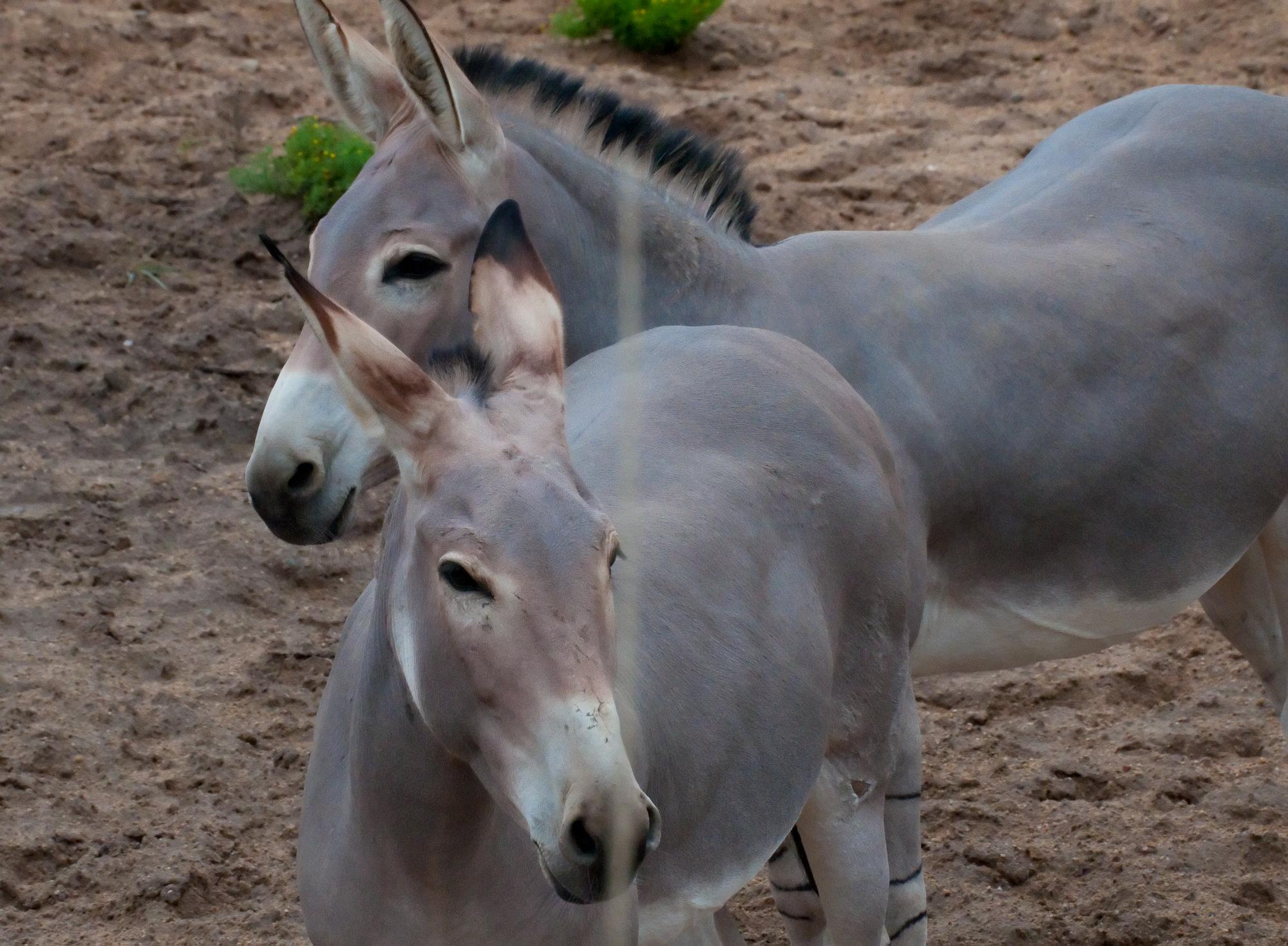 ./201108289_African_Wild_Ass_Safari_Park_San_Diego_TNT_9957.jpg