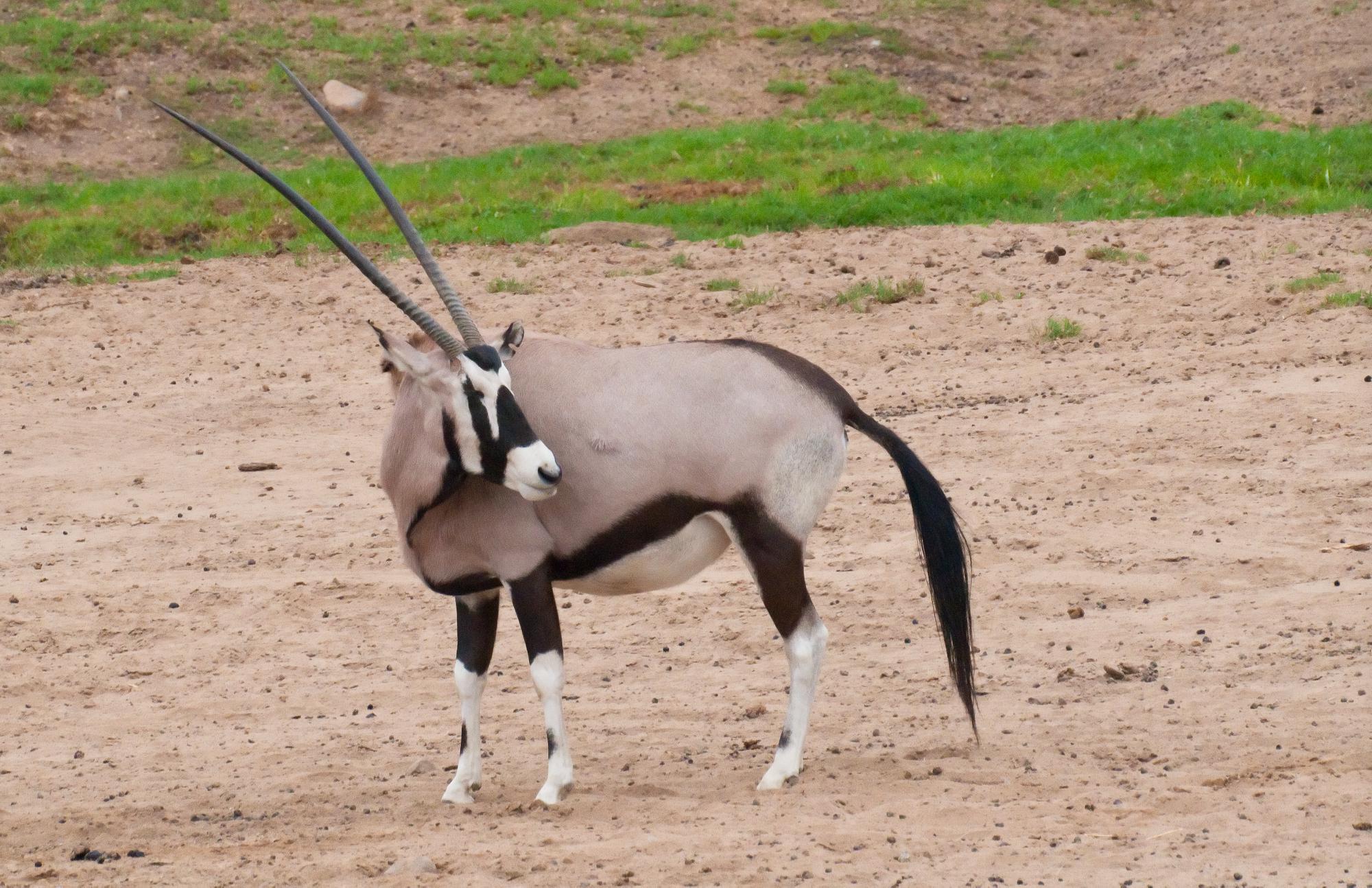 ./20110829_Gemsbok_Safari_Park_San_Diego_TNT_9948.jpg