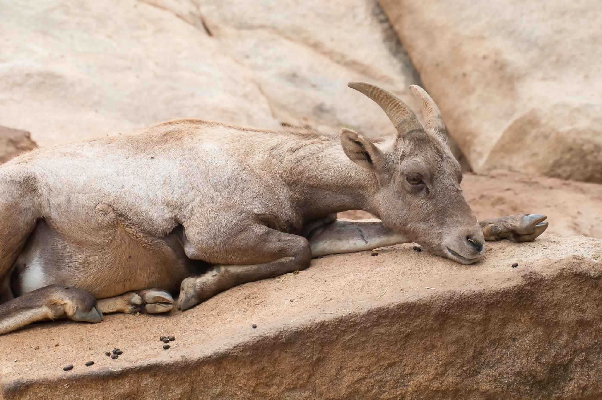 ./20110918_Bighorn_Sheep_Safari_Park_San_Diego_TNT_0178.jpg