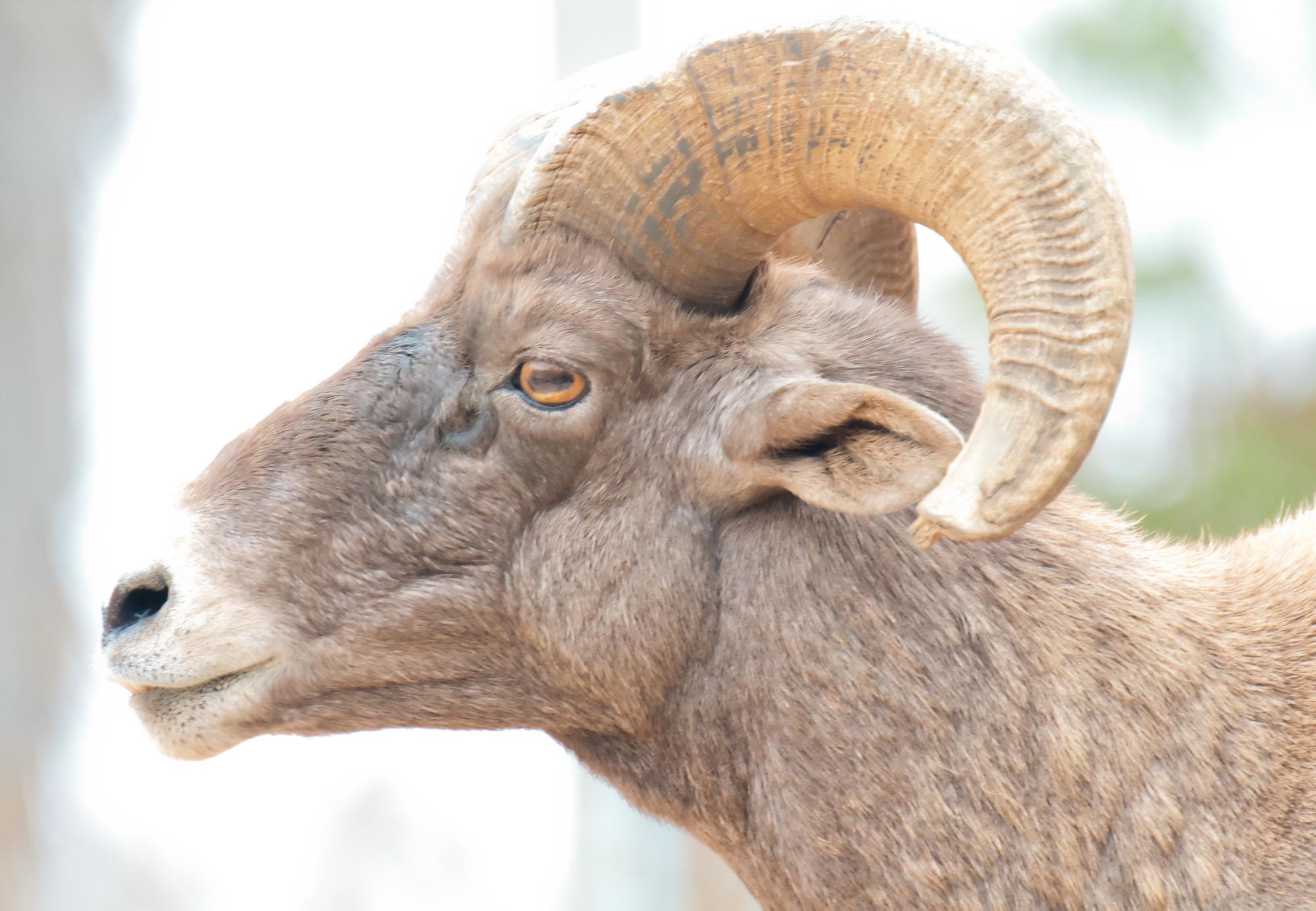 ./20111010_Bighorn_Sheep_Safari_Park_San_Diego_TNT_0184.jpg