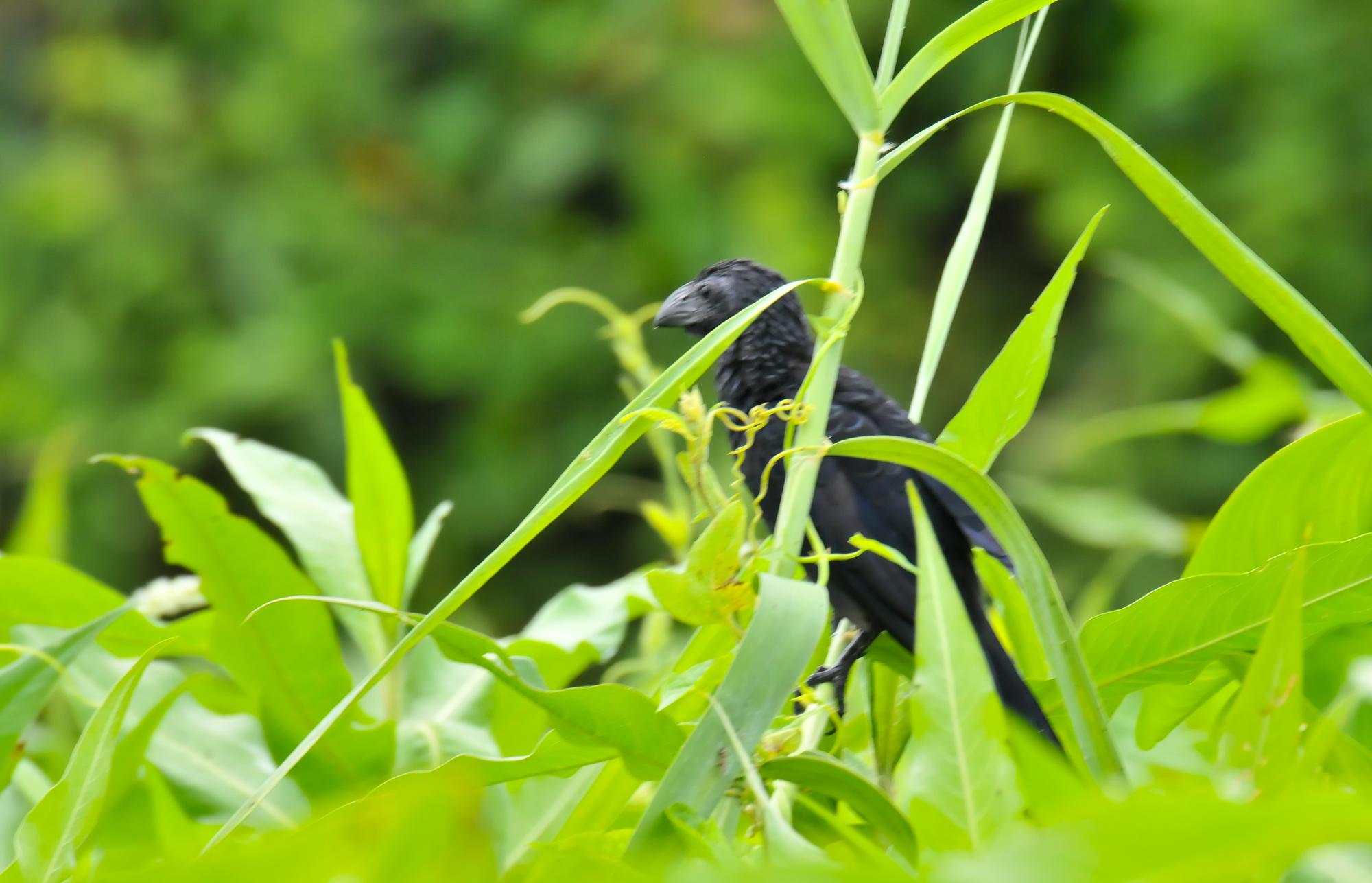 ./20111203_Groove_Billed_Ani_Isletas_Nicaragua.jpg