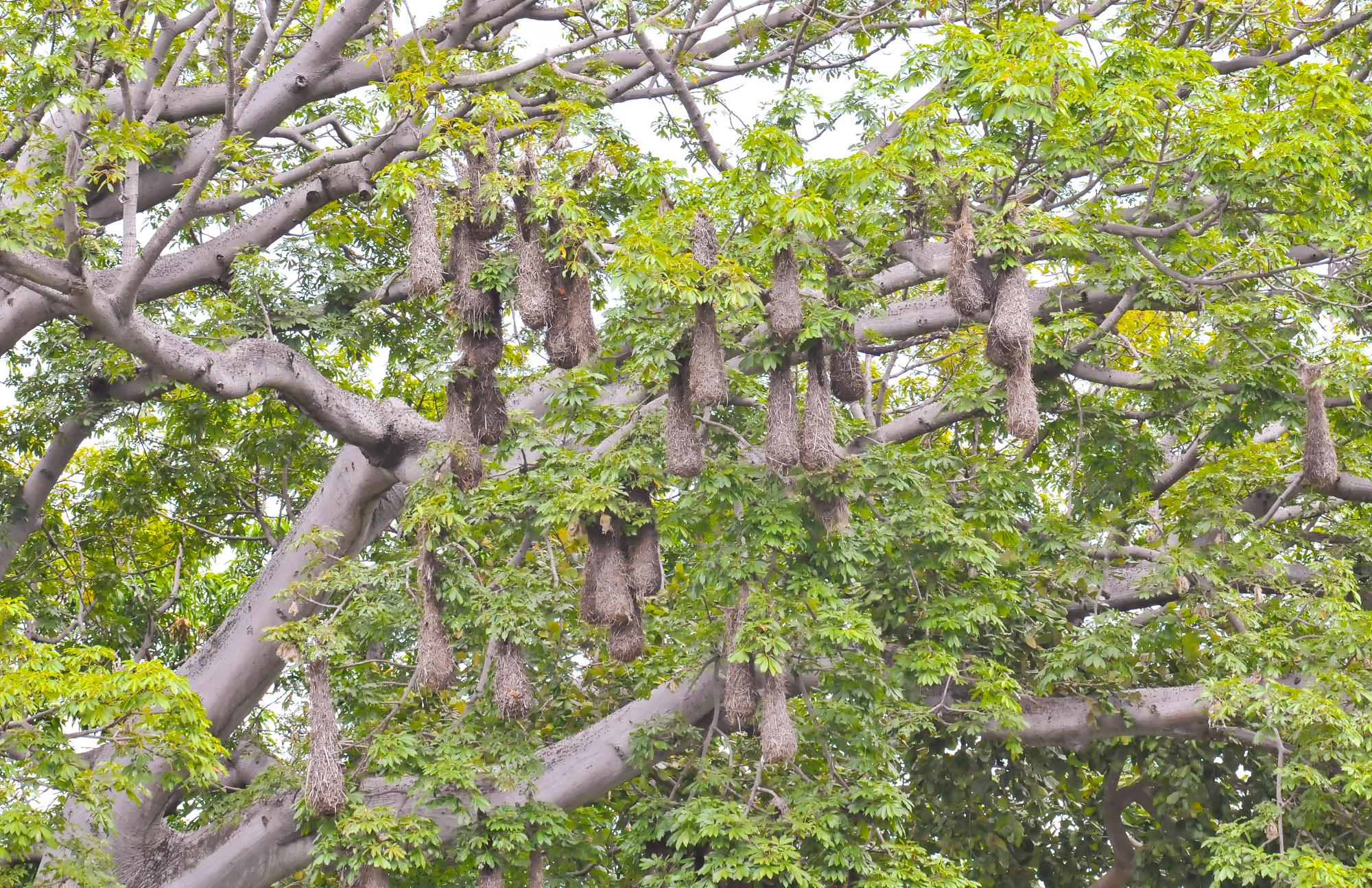 ./20111218_Nests_Of_The_Montezuma_Oropendola_Isletas_Lake_Nicaragua.jpg