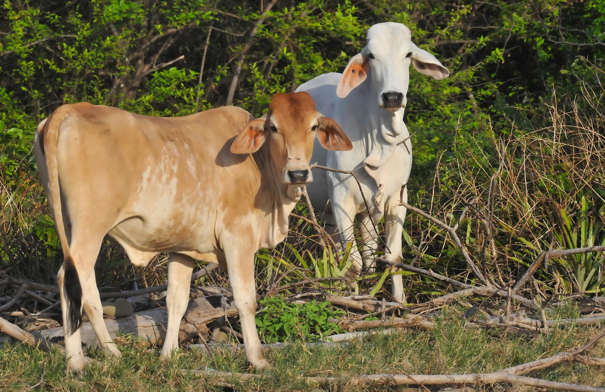 ./20111219_Brahman_Cattle_Plya_de_Hermosa_Nicaragua.jpg