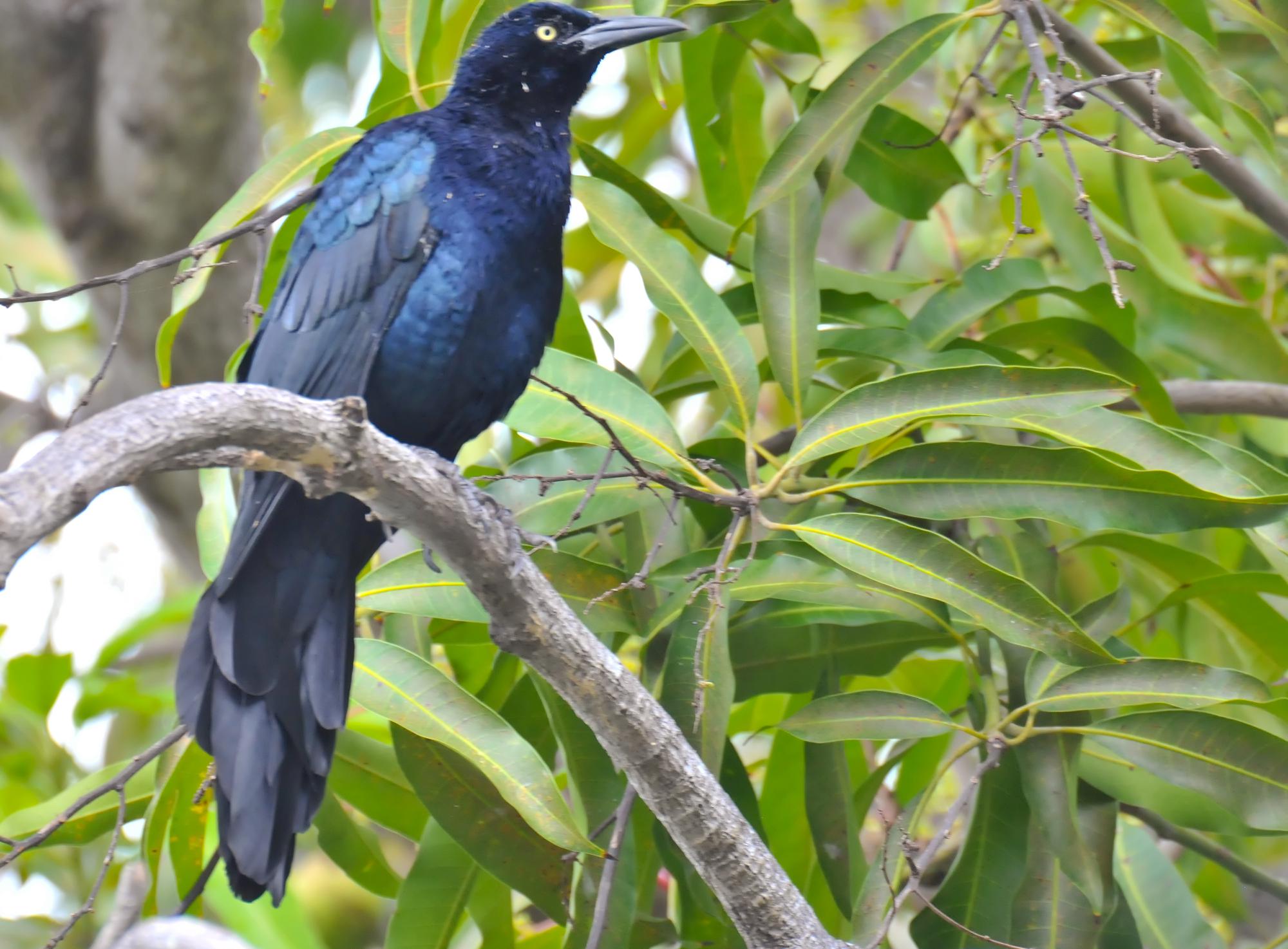 ./20111221_Great_Tailed_Grackle_Isletas_Lake_Nicaragua_TC1_0061.jpg