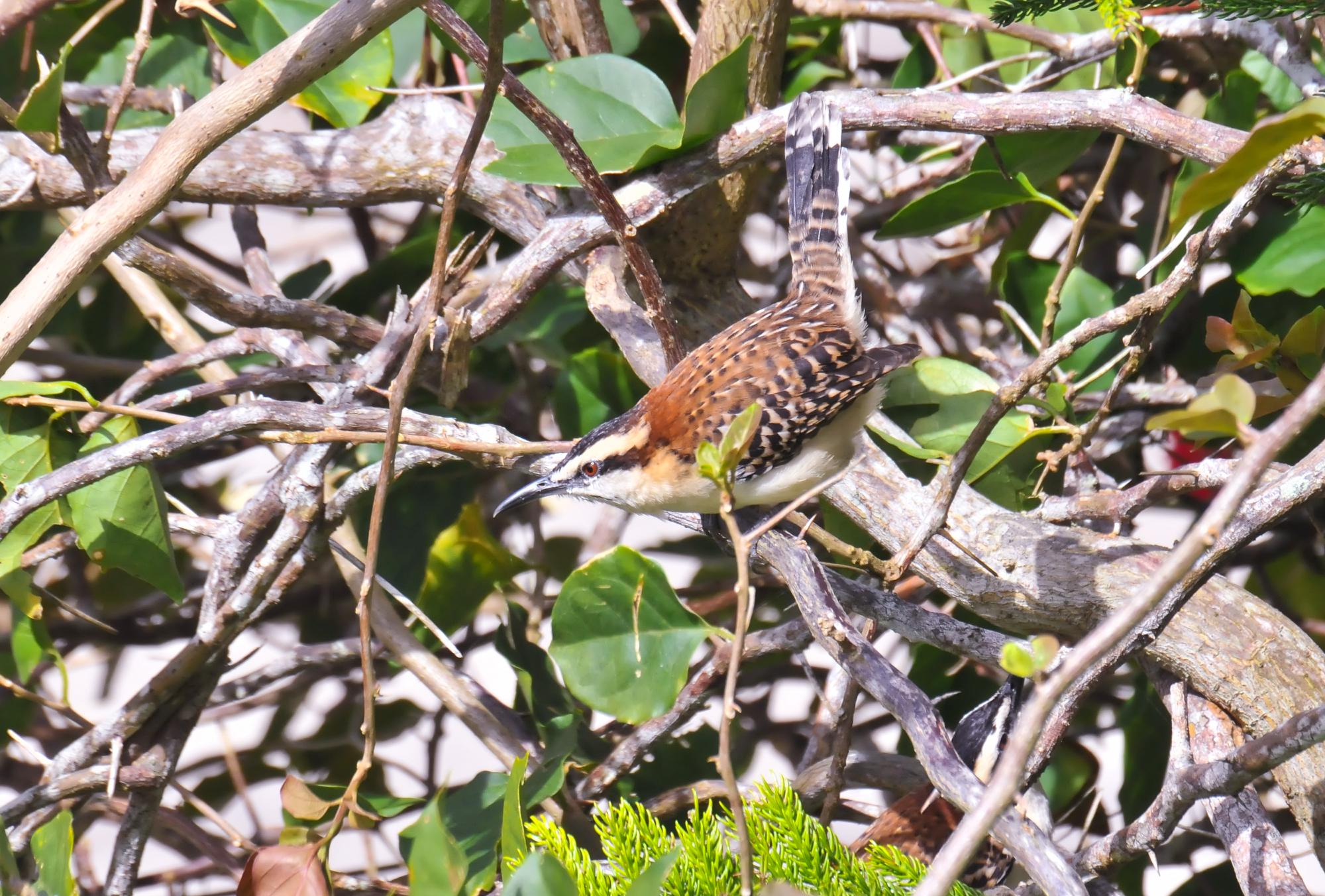 ./20111222_Rufous_Naped_Wren_Mombacho_Volcano_TC1_0137.jpg