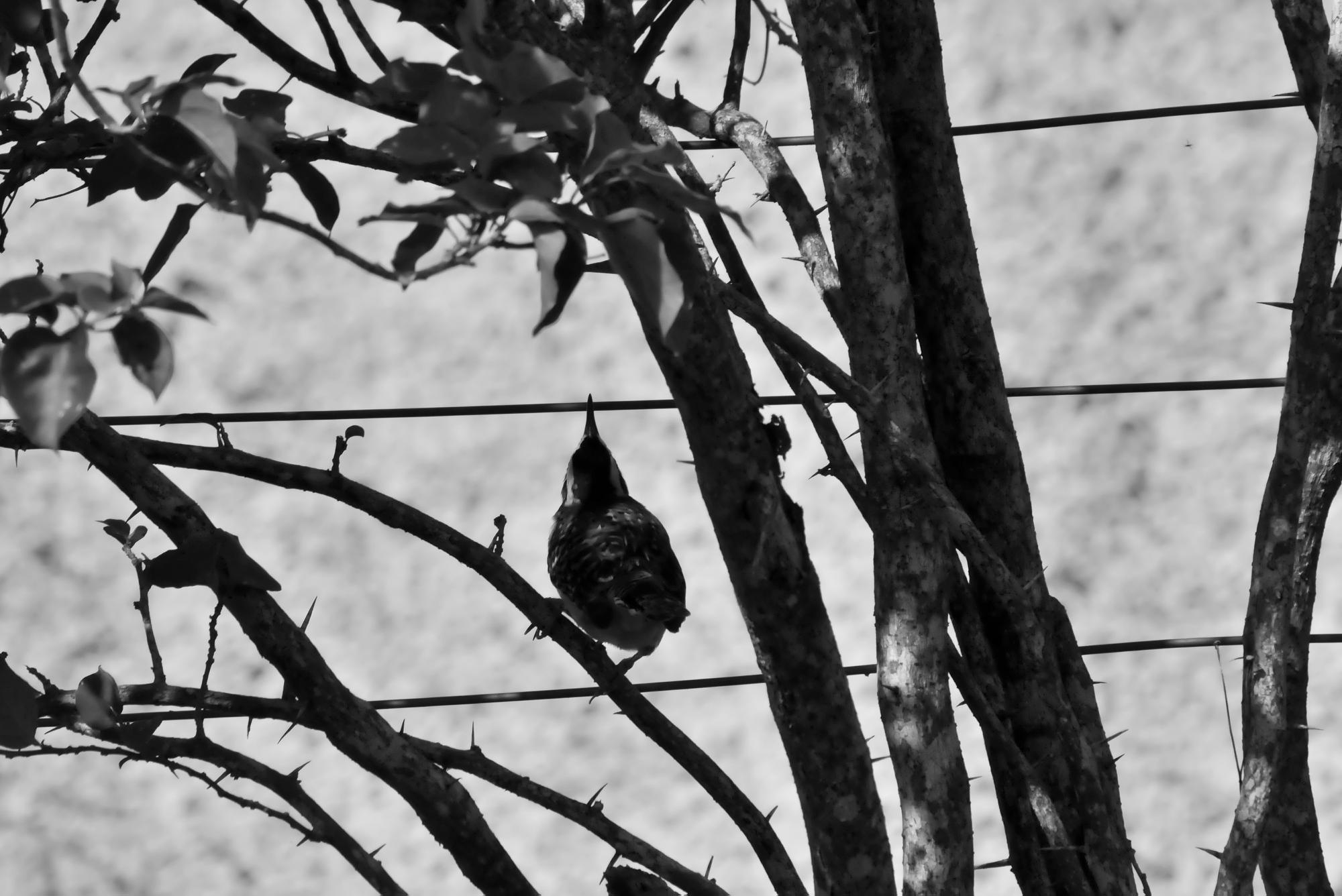 ./20111223_Rufous_Naped_Wren_In_Silhouette_Mombacho_Volcano_TC1_0137.jpg