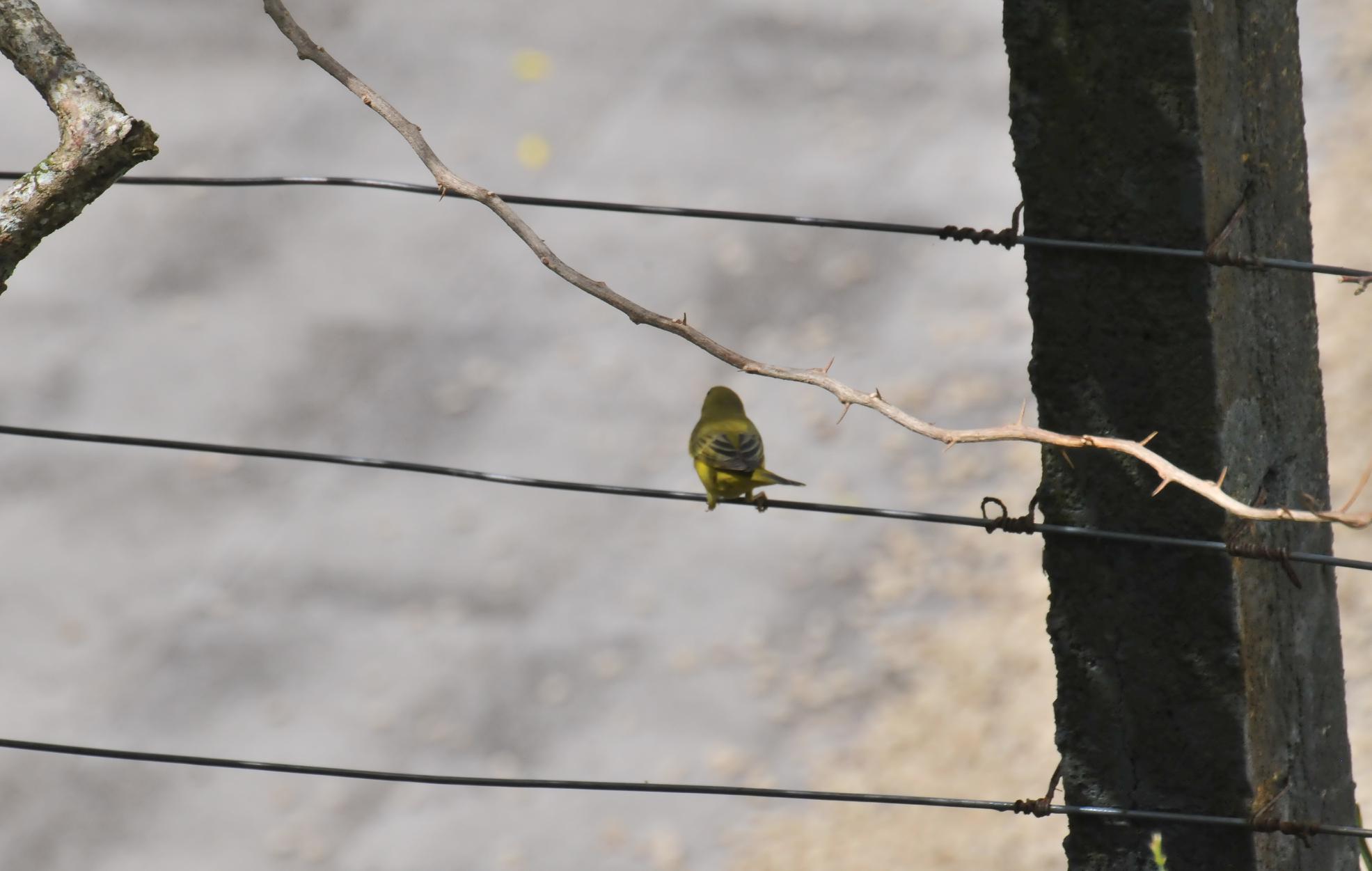 ./20120101_Yellow_Warbler_Mombacho_Volcano_Nicaragua_TC1_0145.jpg